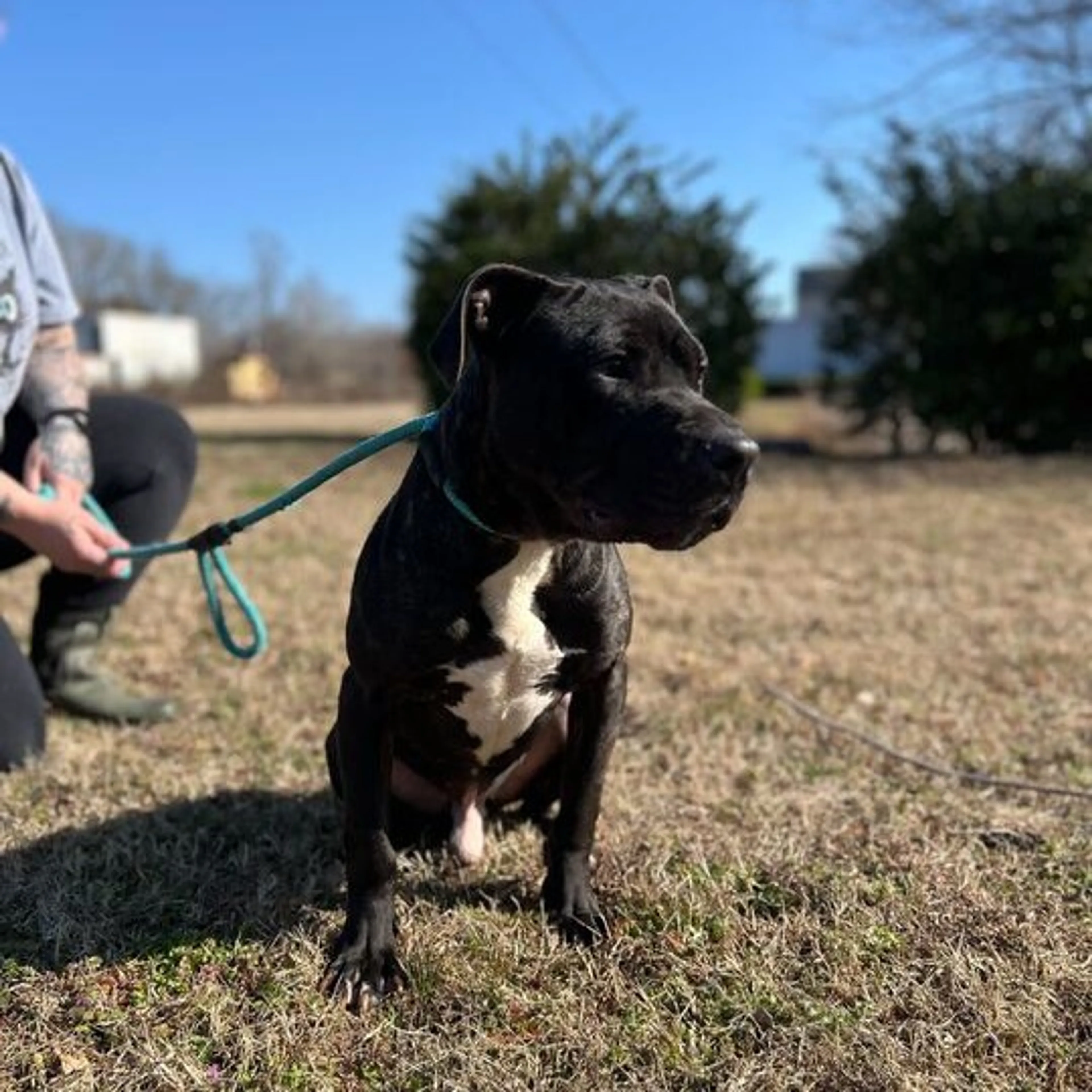 Found pet-6