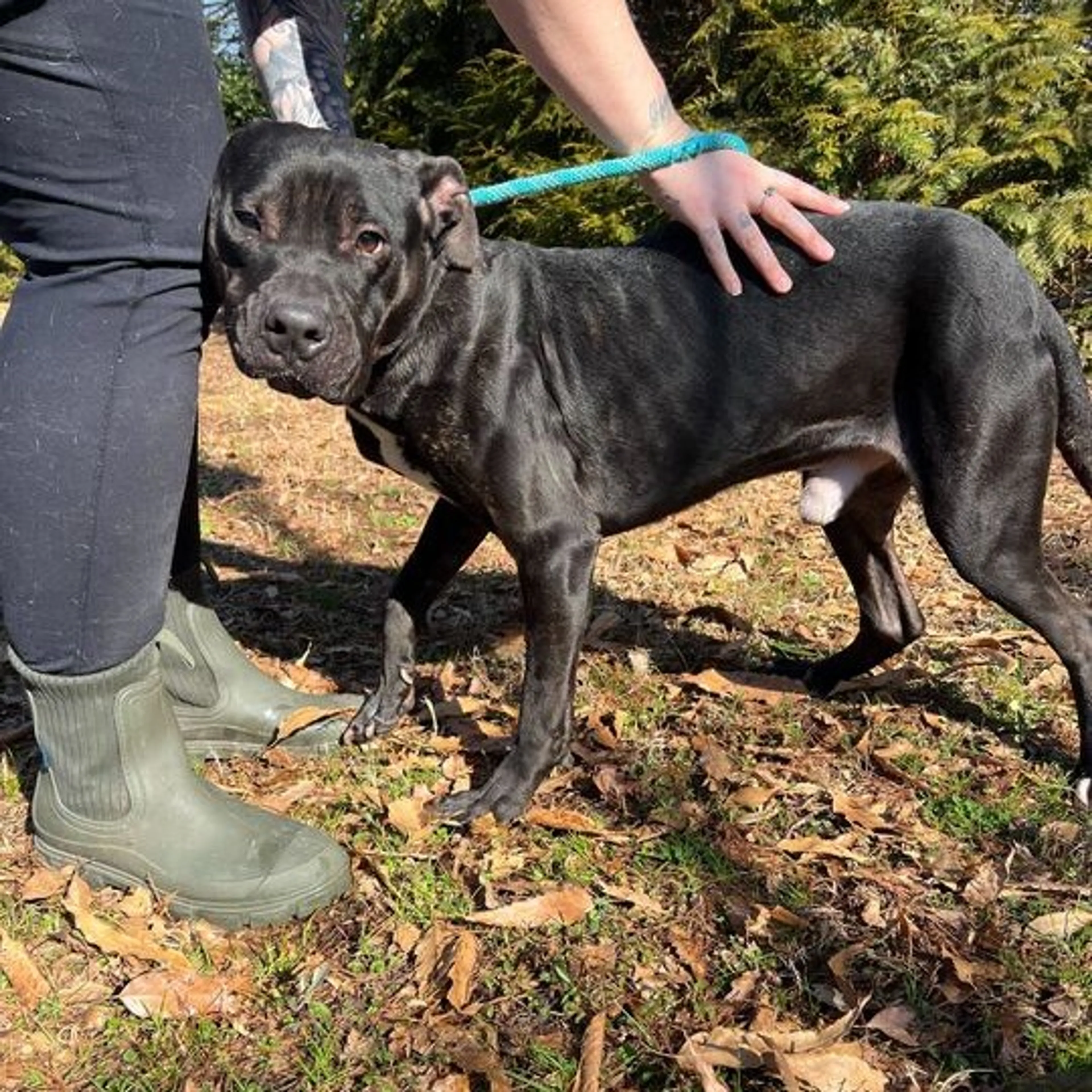 Found pet-5
