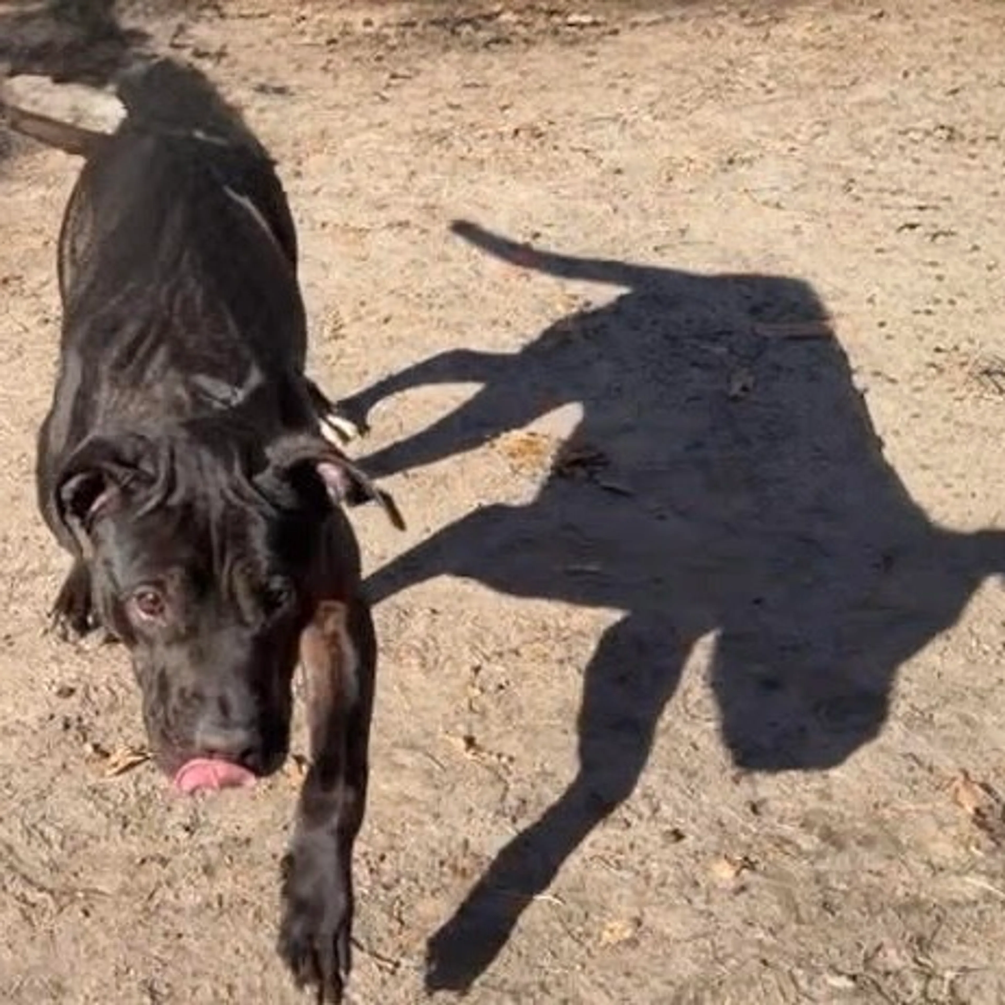 Found pet-3