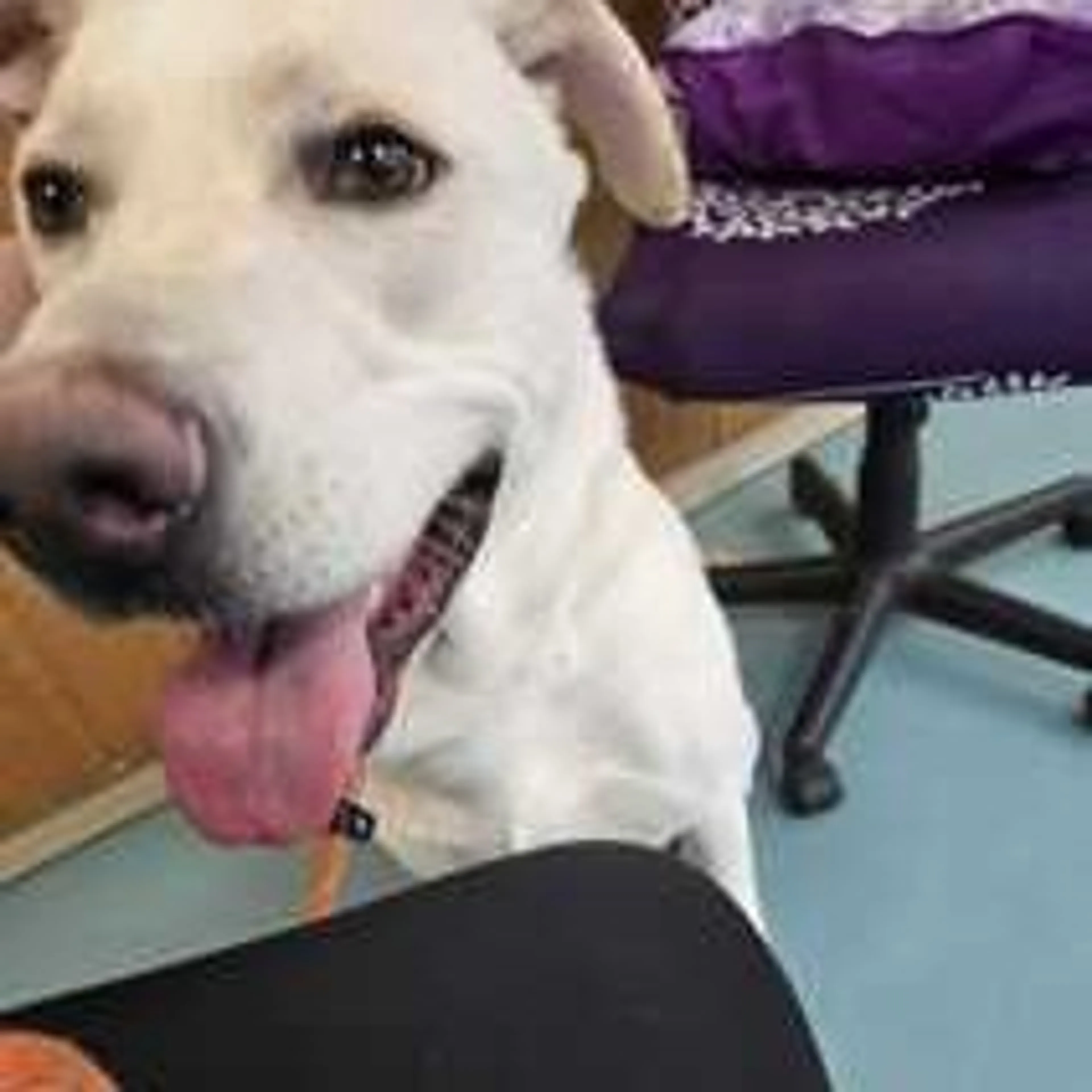 Found pet-2