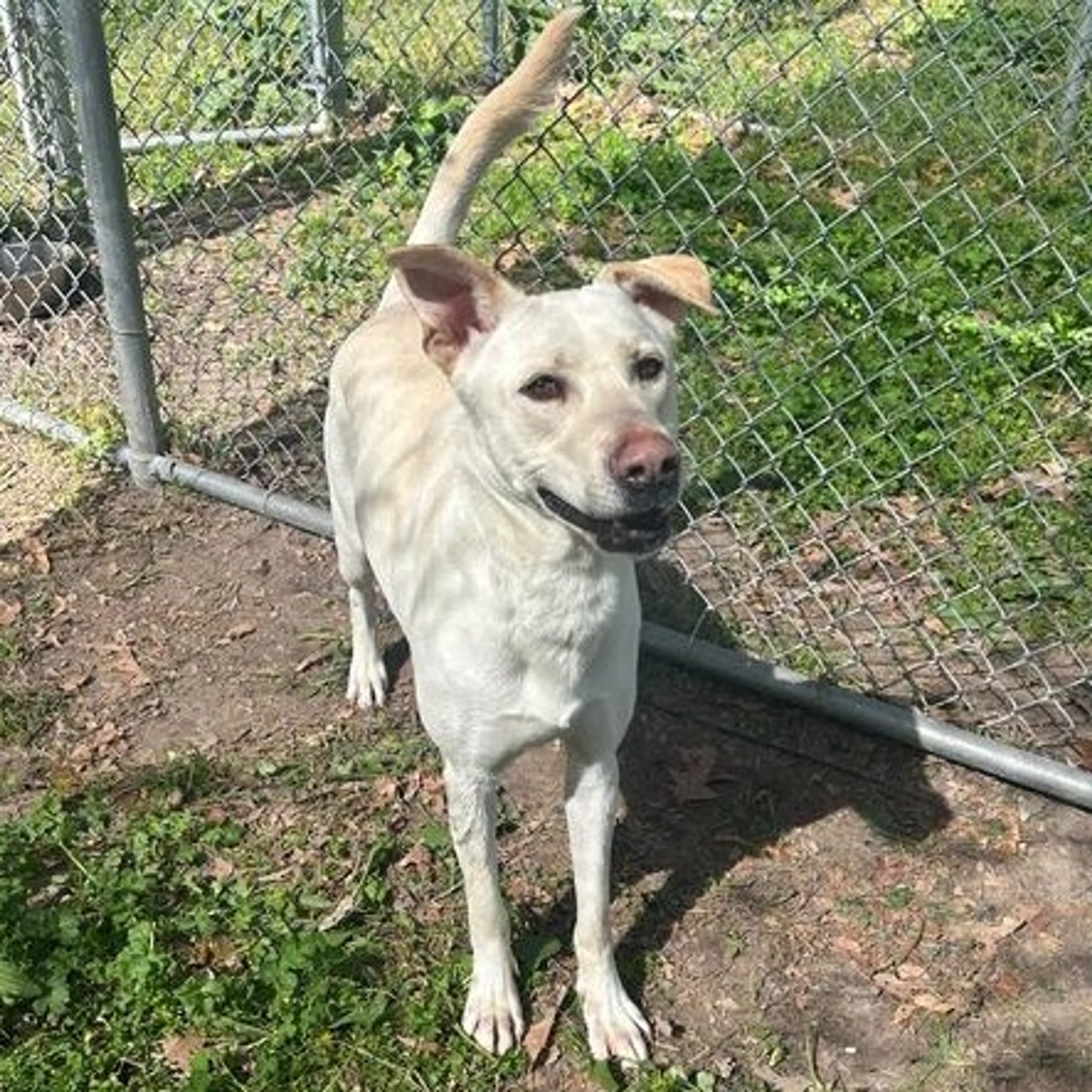 Found pet-3