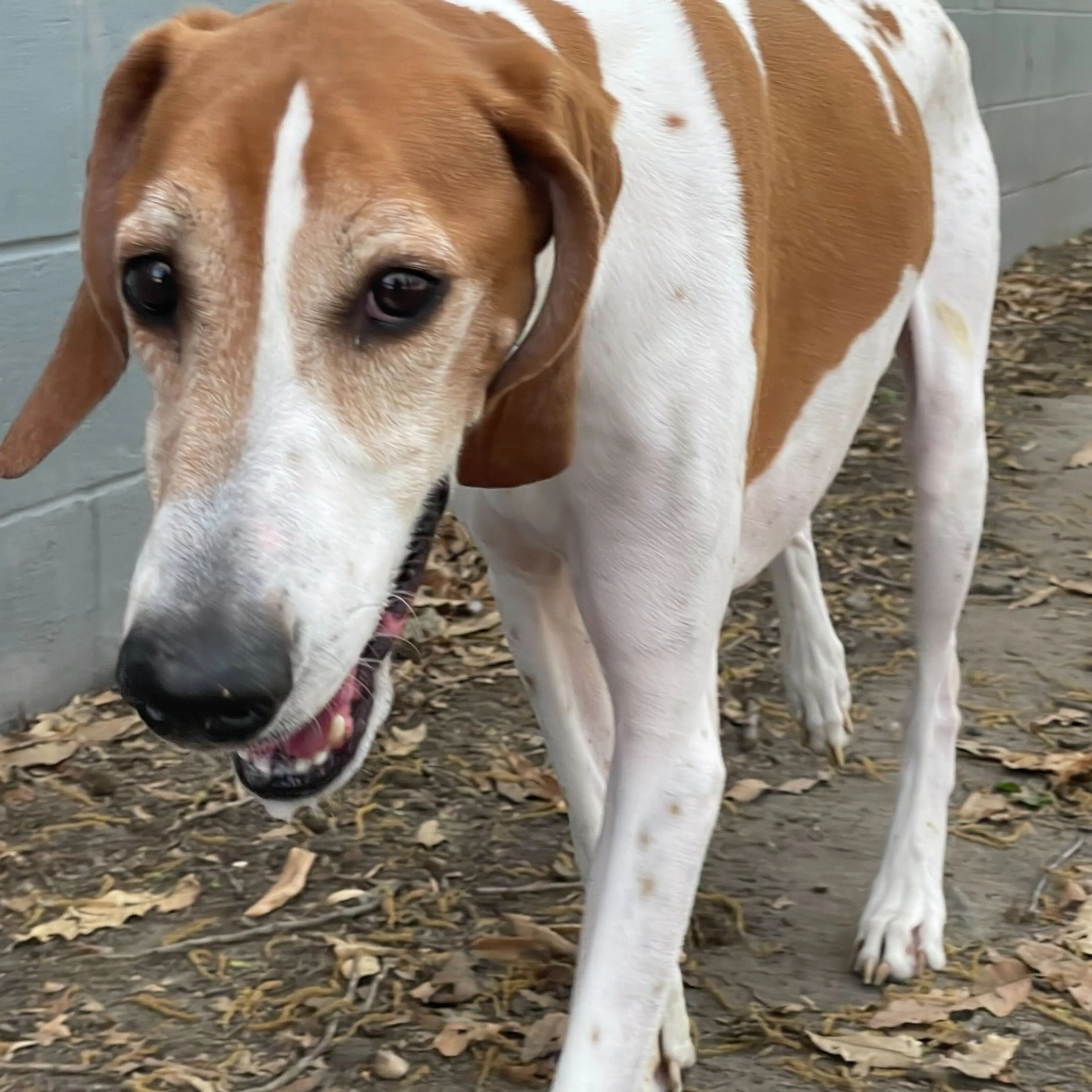 Found pet-9