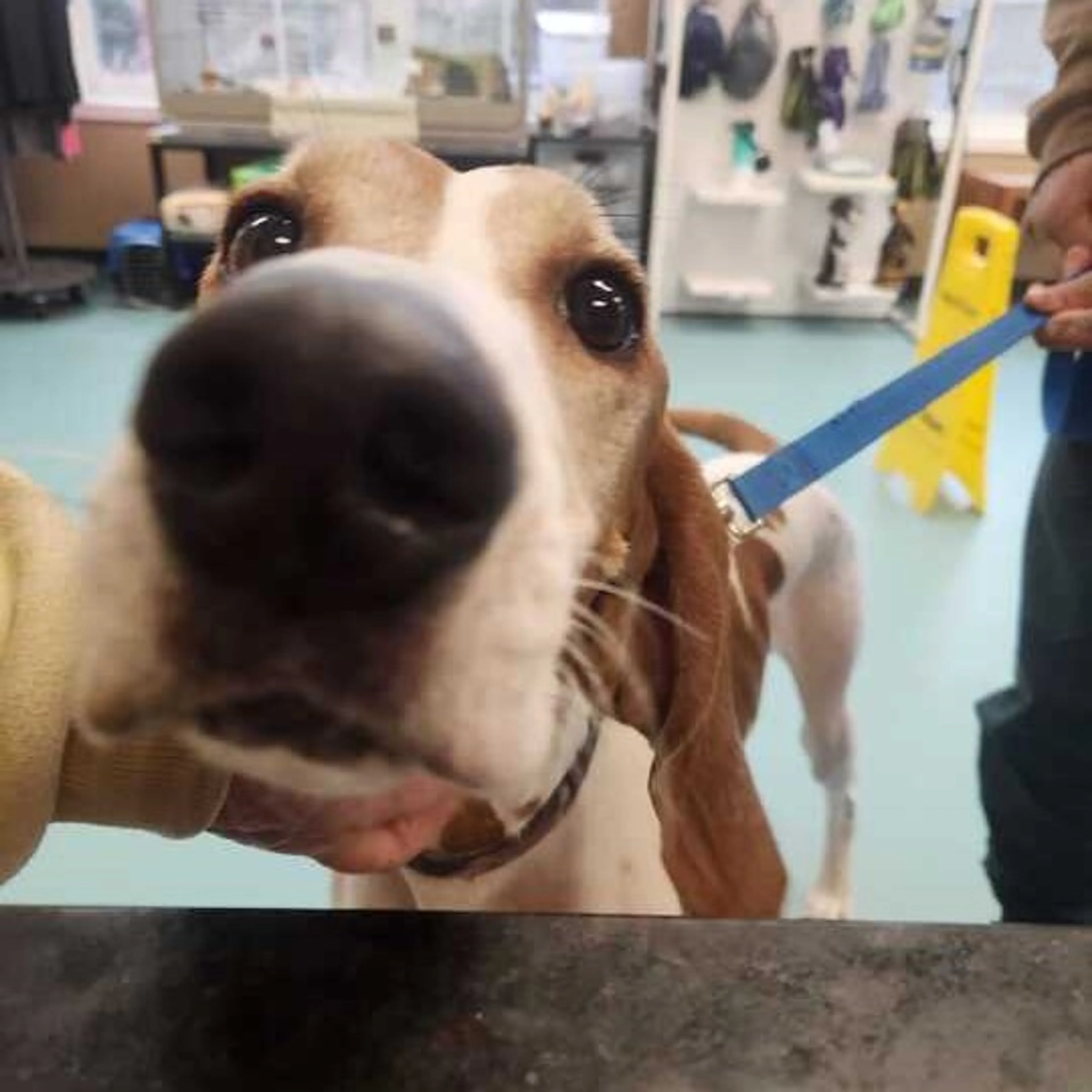 Found pet-1