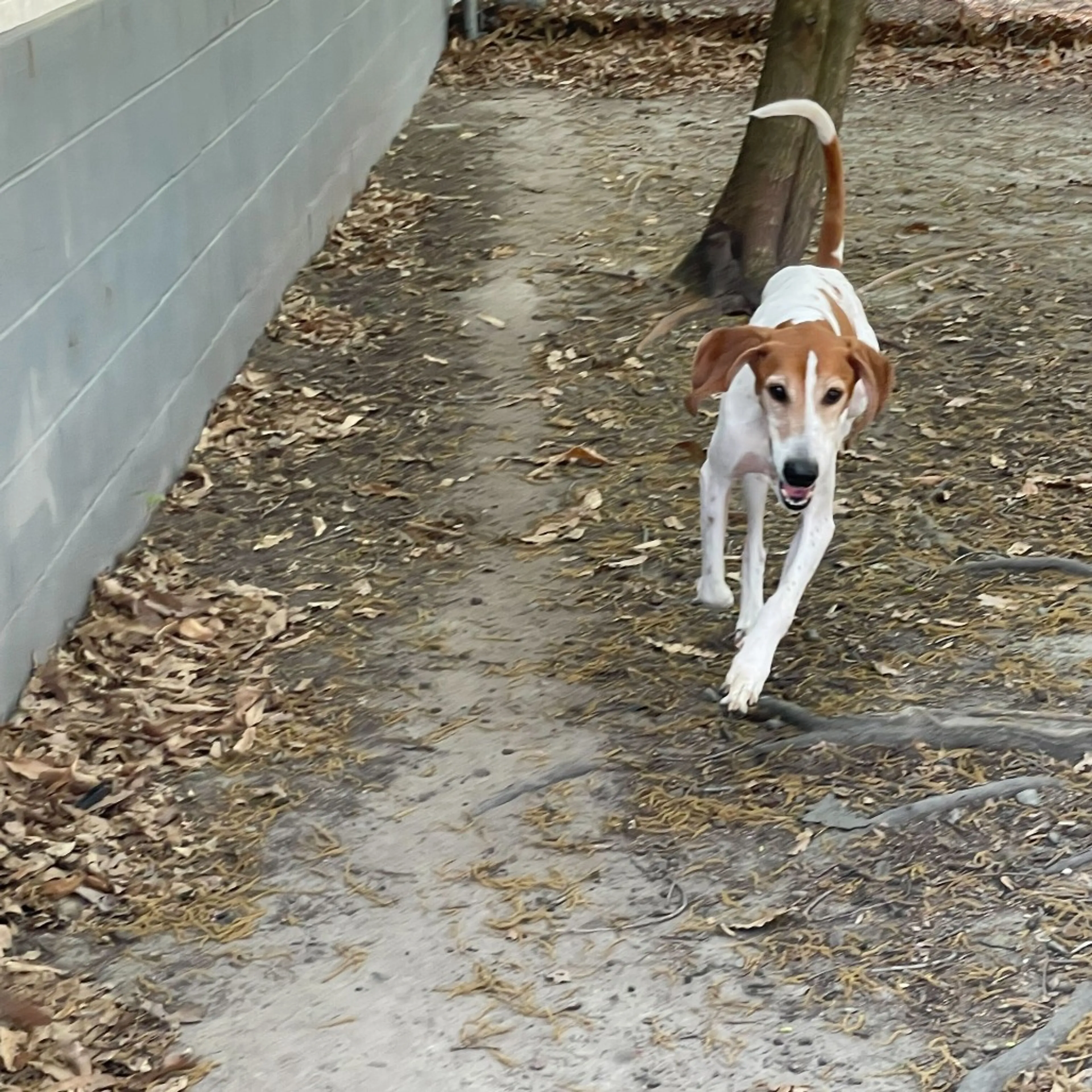 Found pet-8