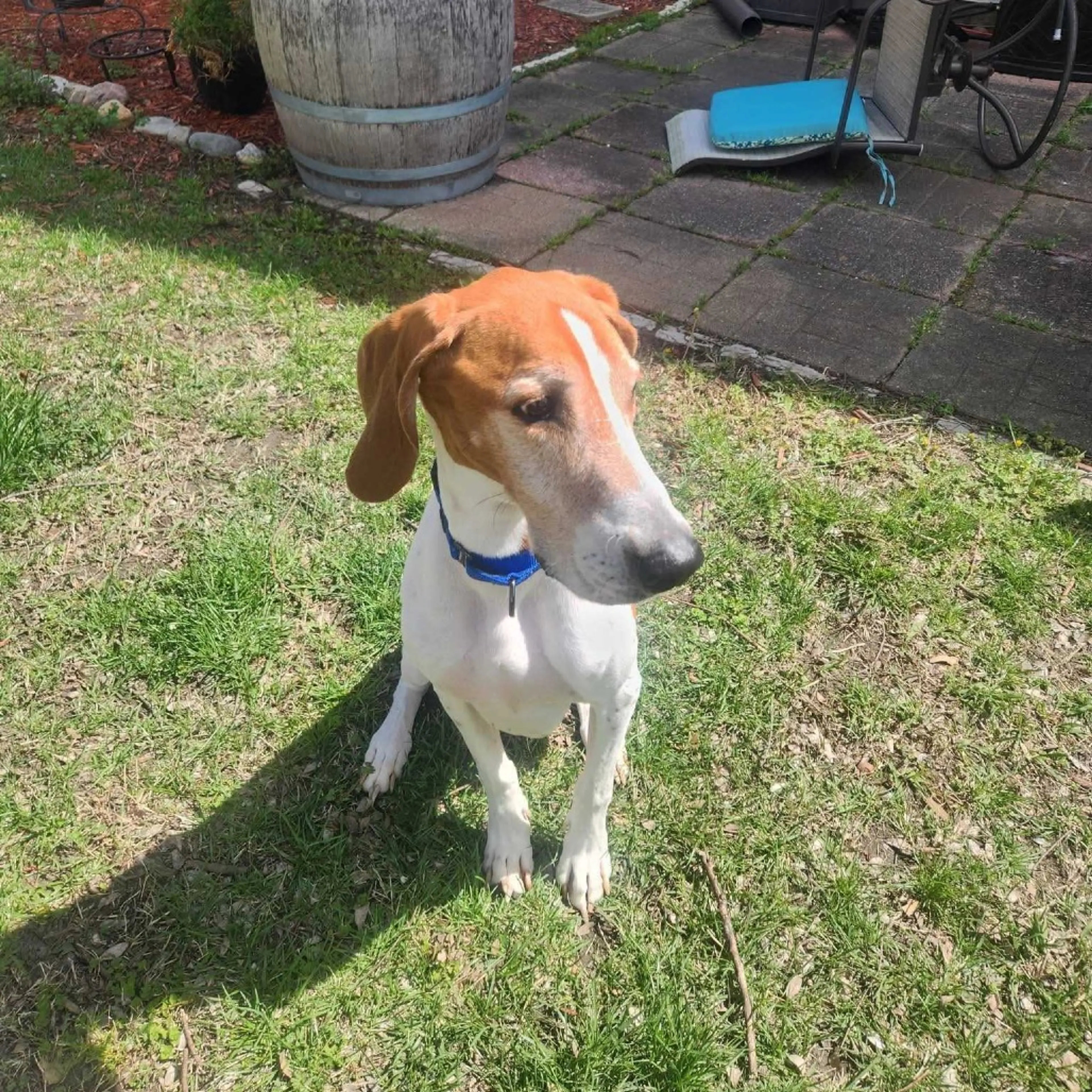 Found pet-4