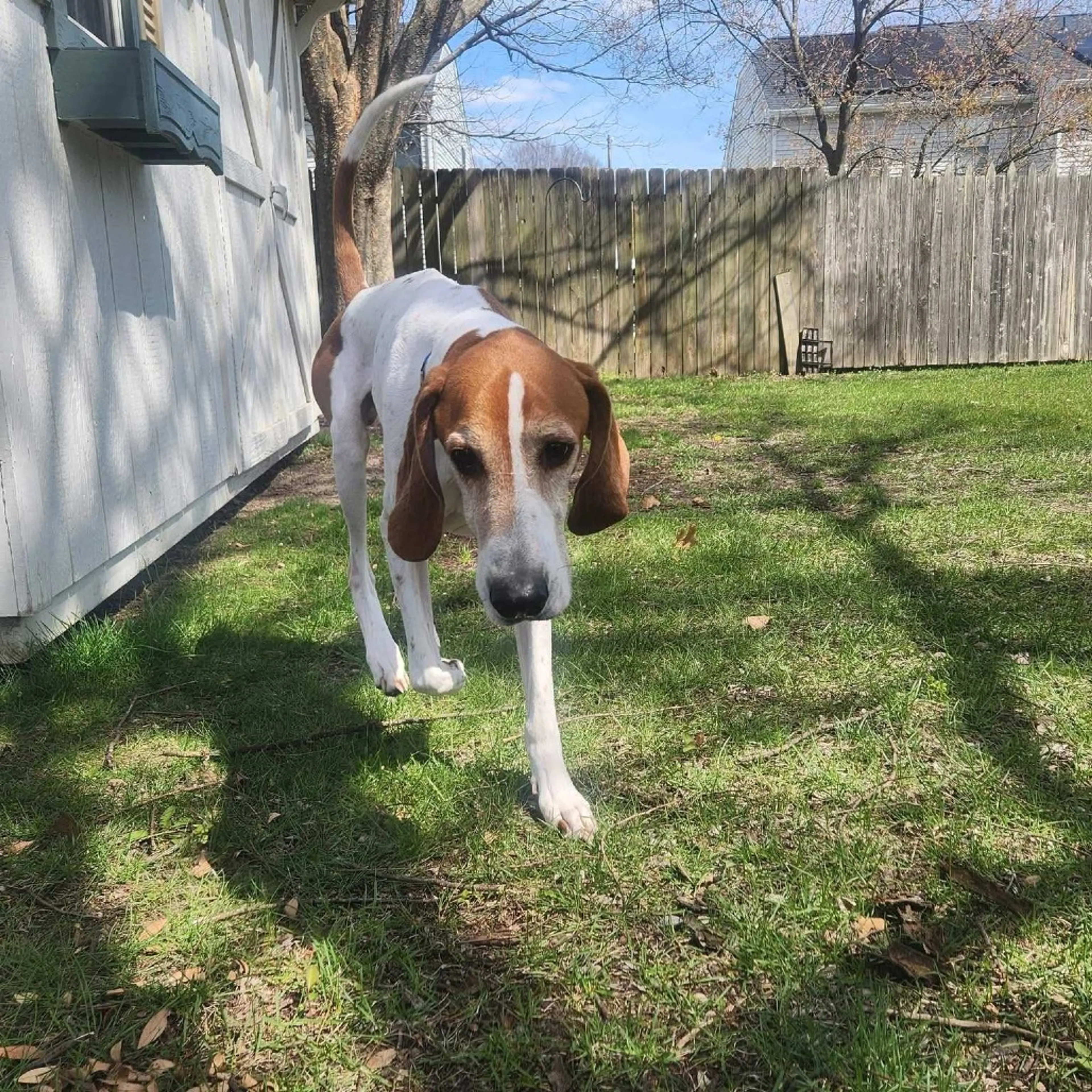 Found pet-6