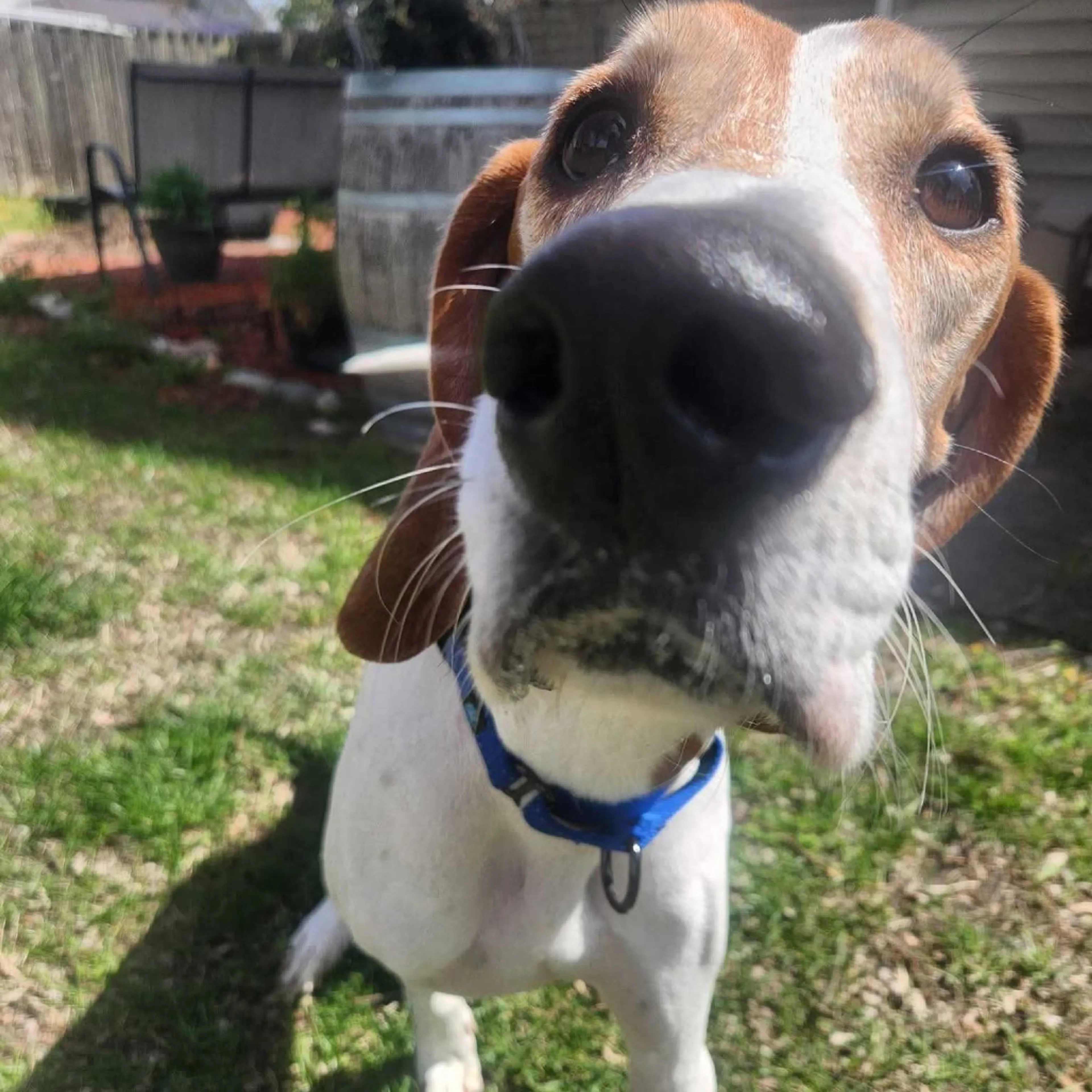 Found pet-3