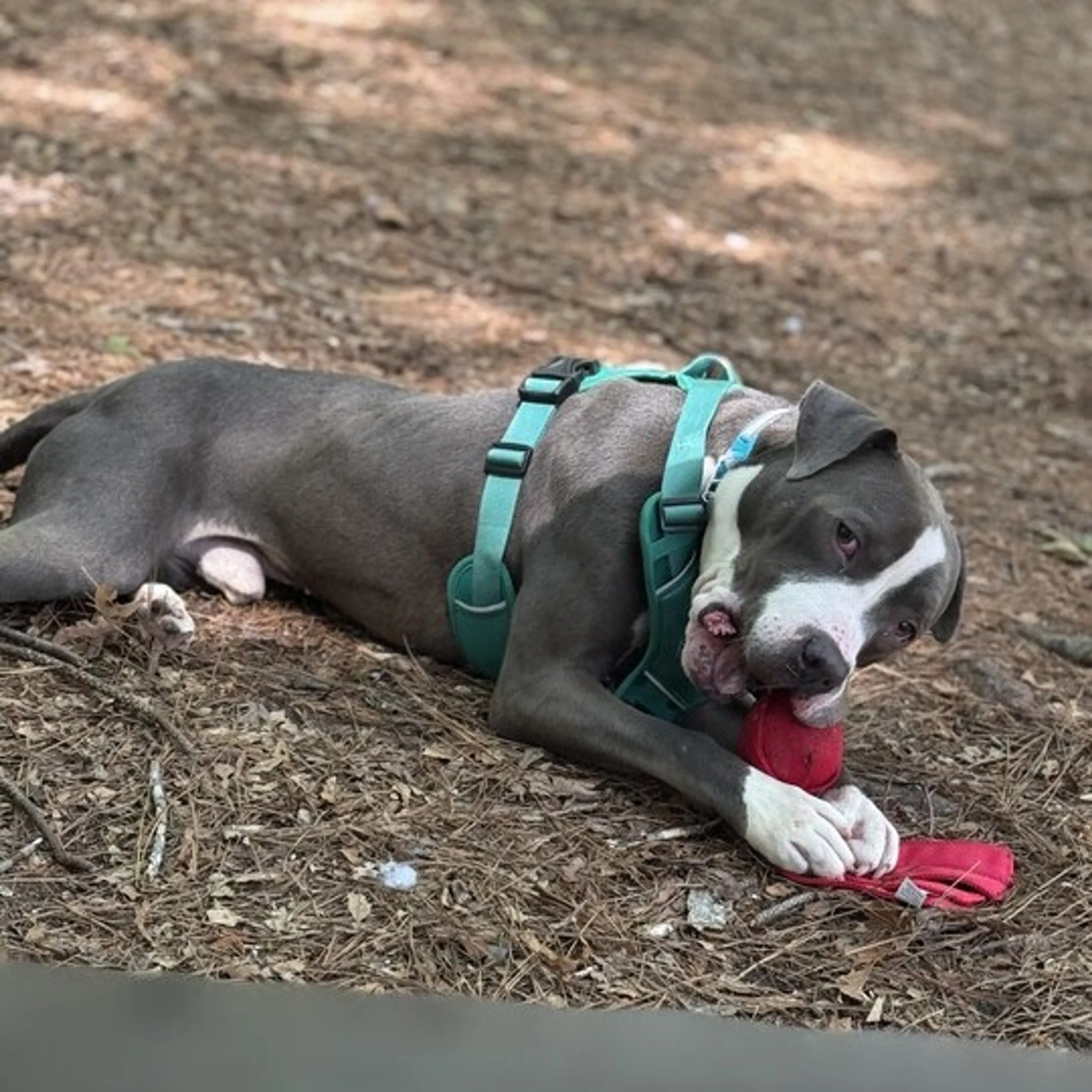 Found pet-11