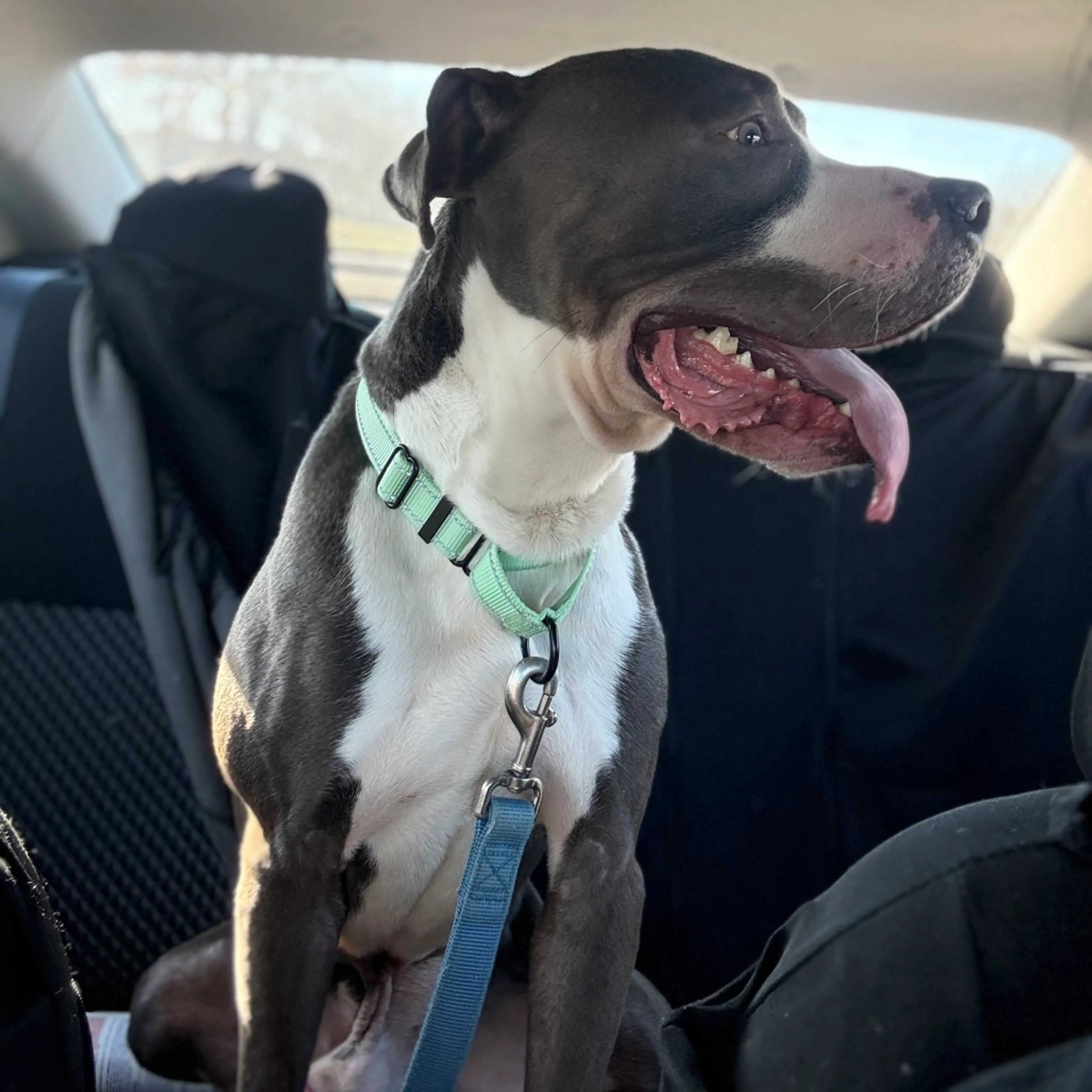 Found pet-6