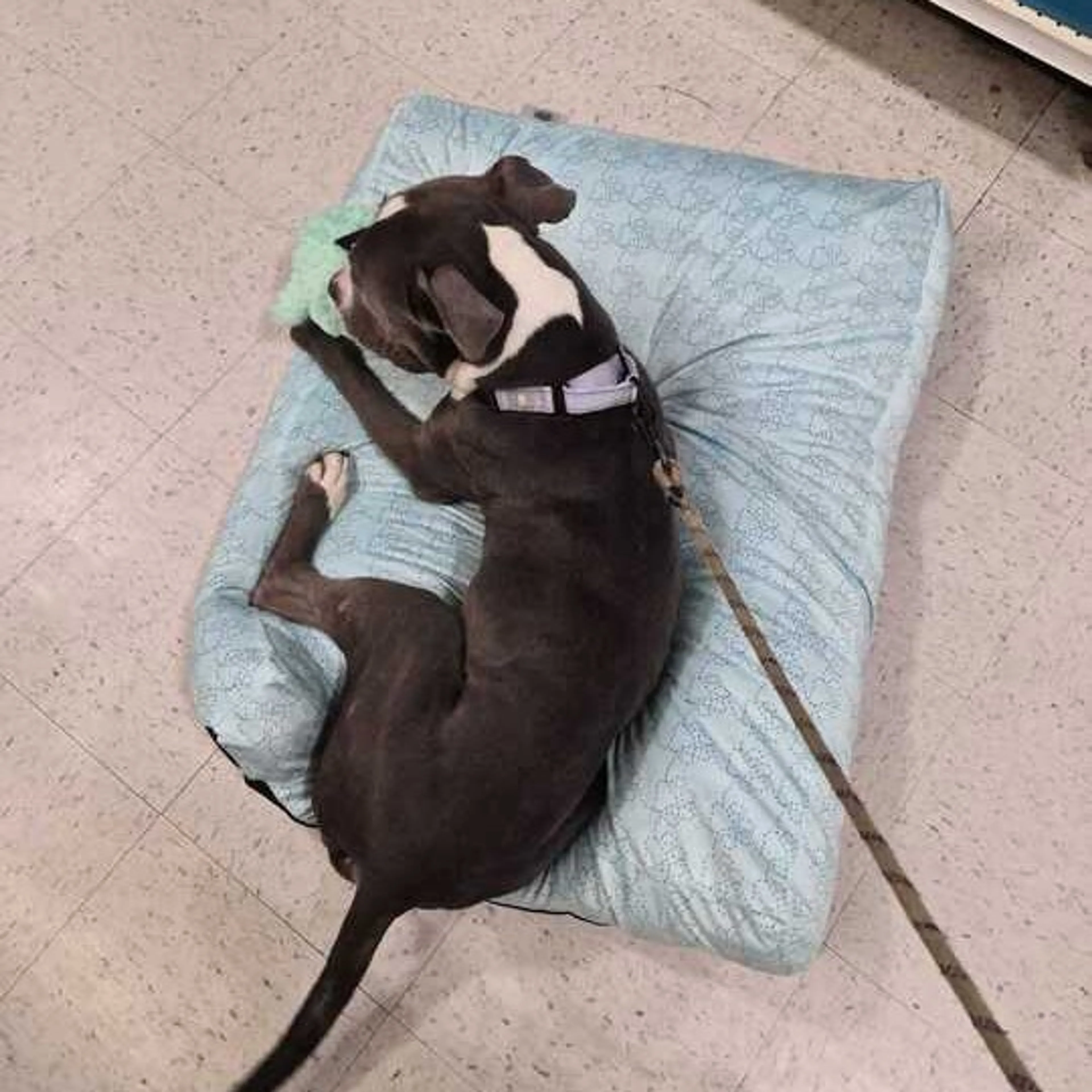 Found pet-8