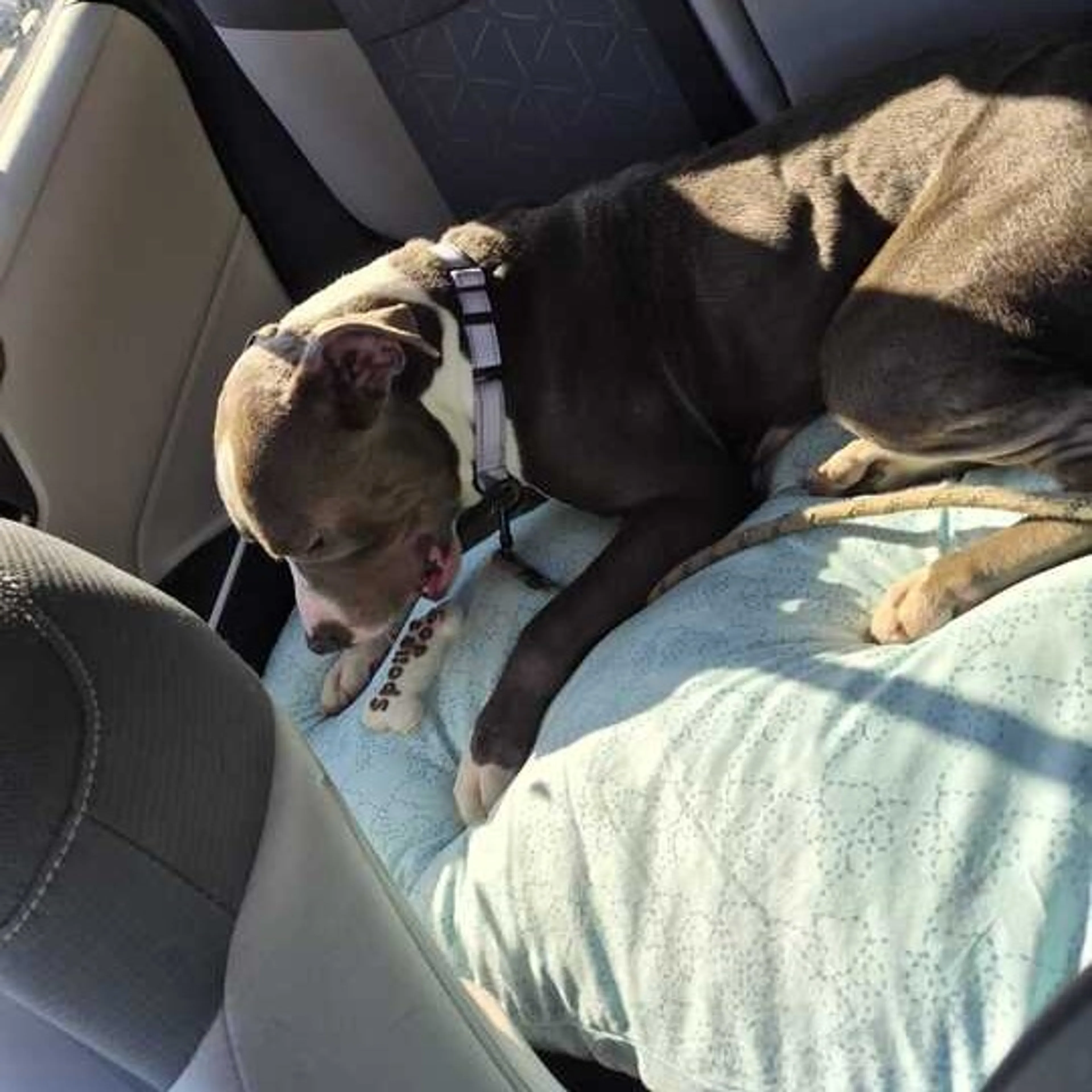 Found pet-9