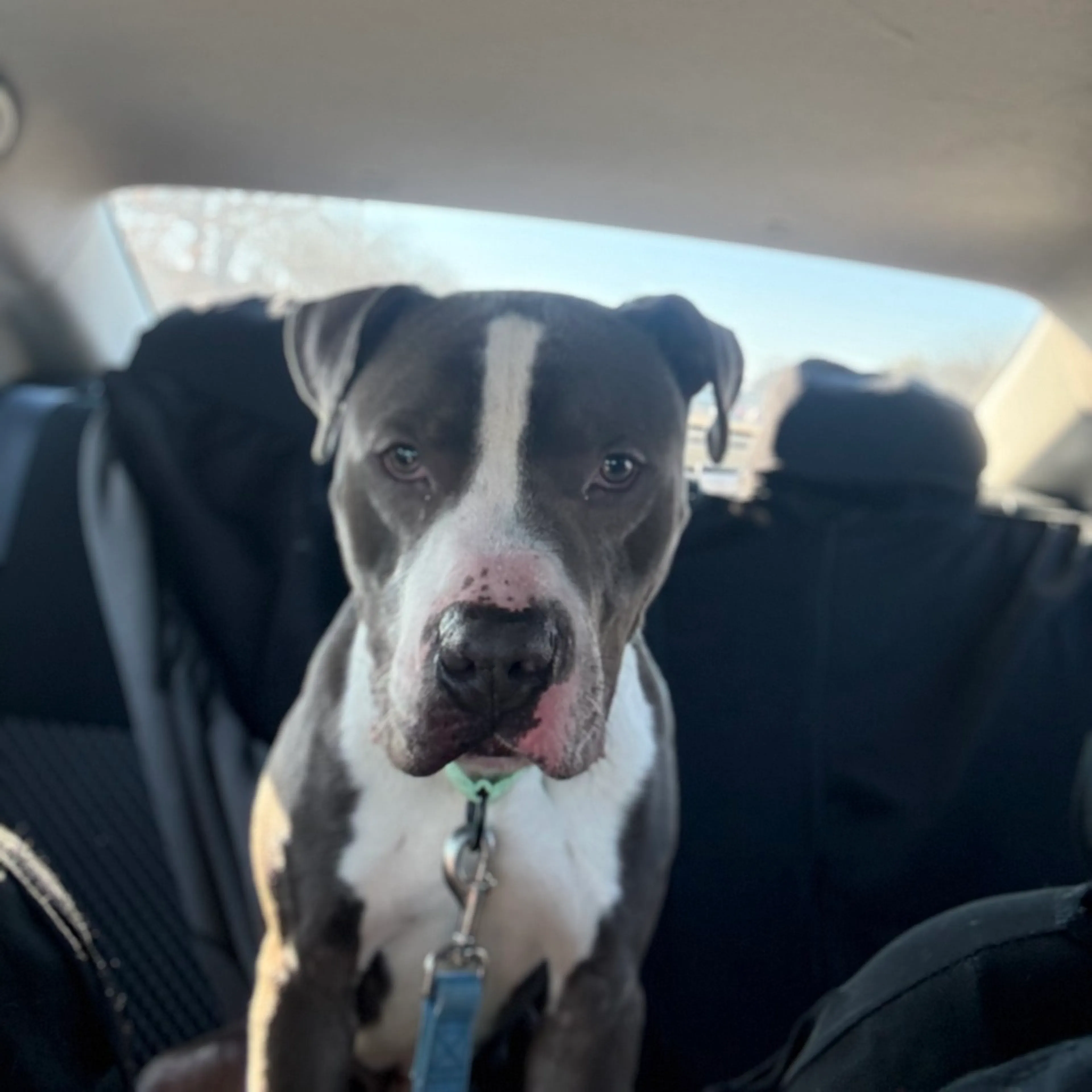 Found pet-5