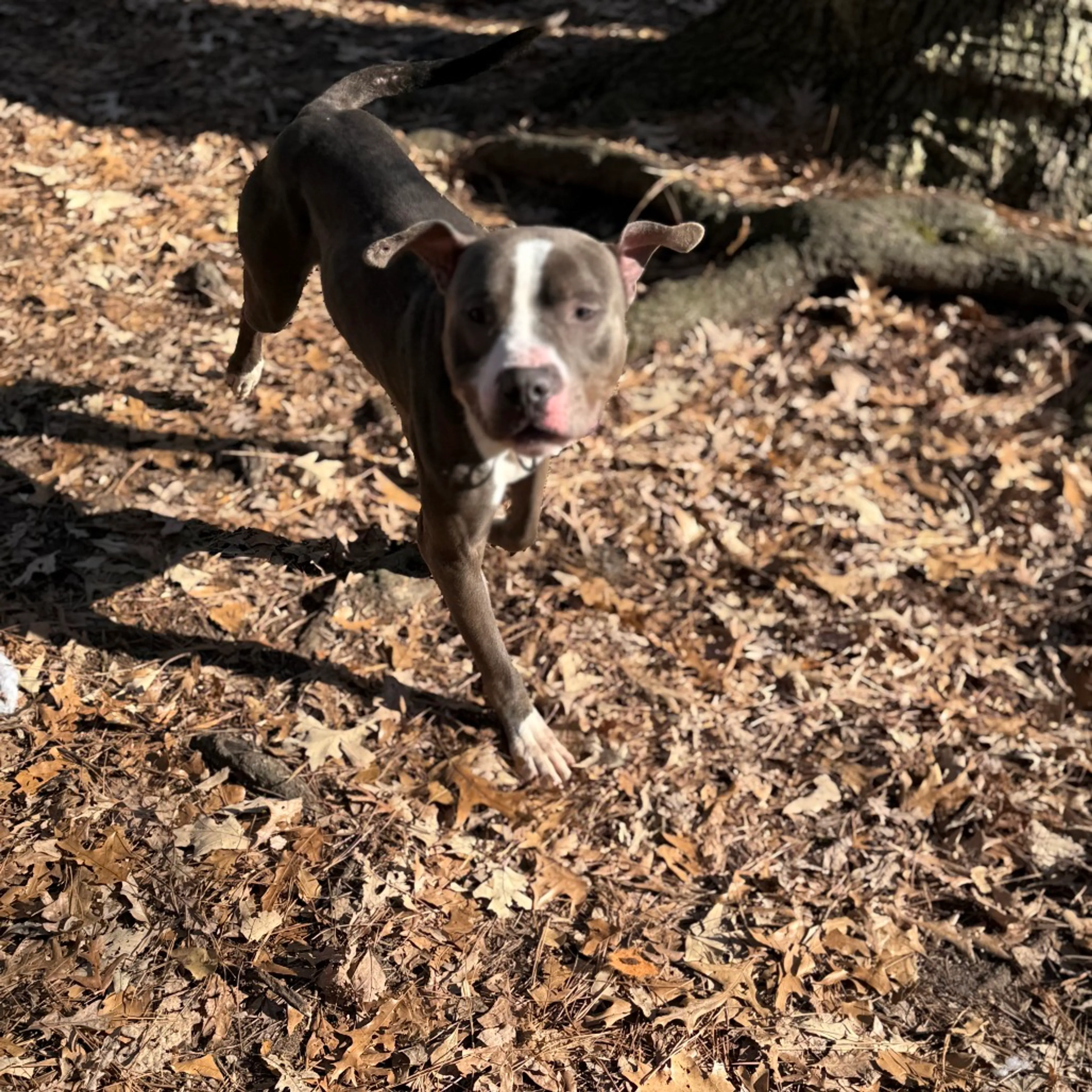 Found pet-3