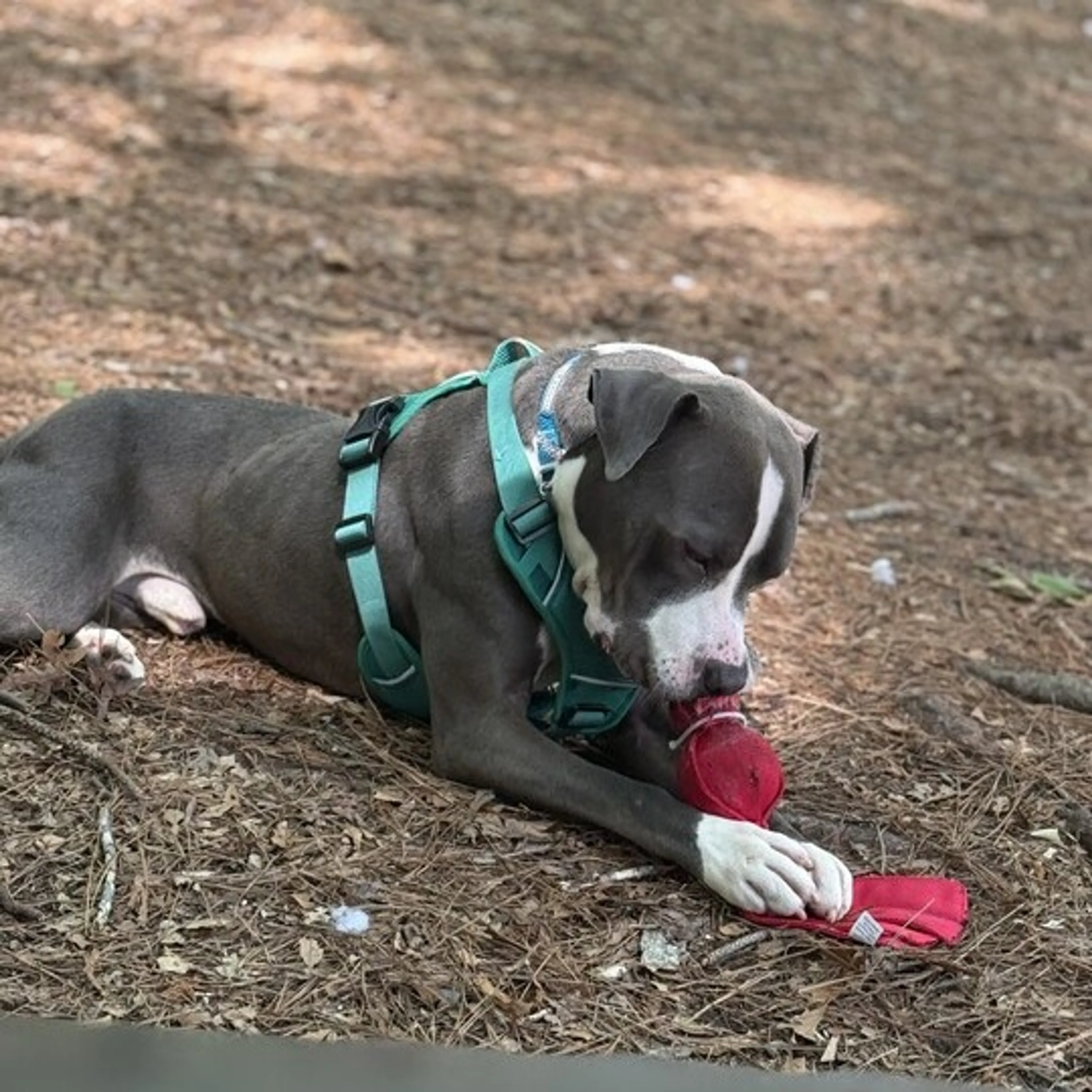 Found pet-12
