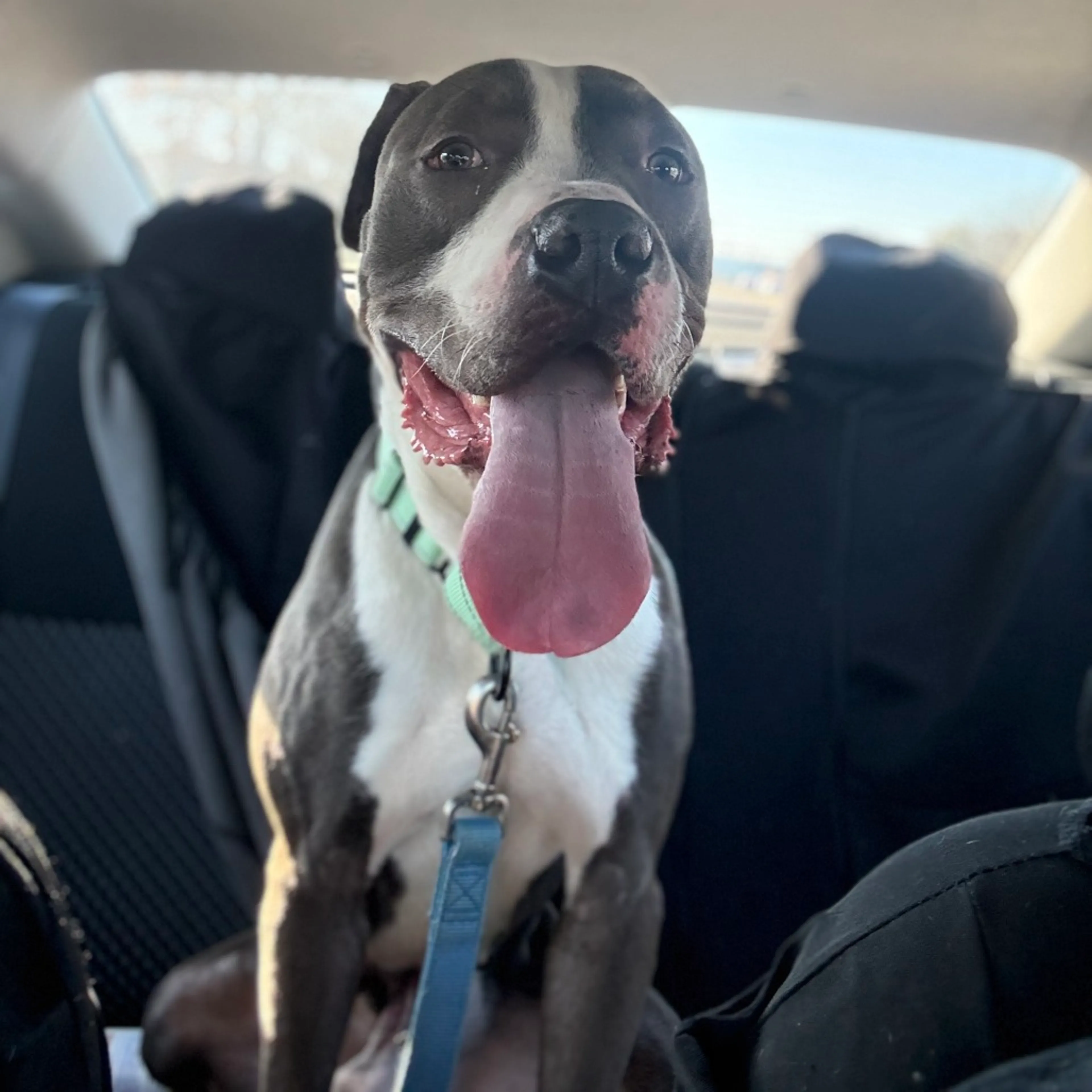 Found pet-7