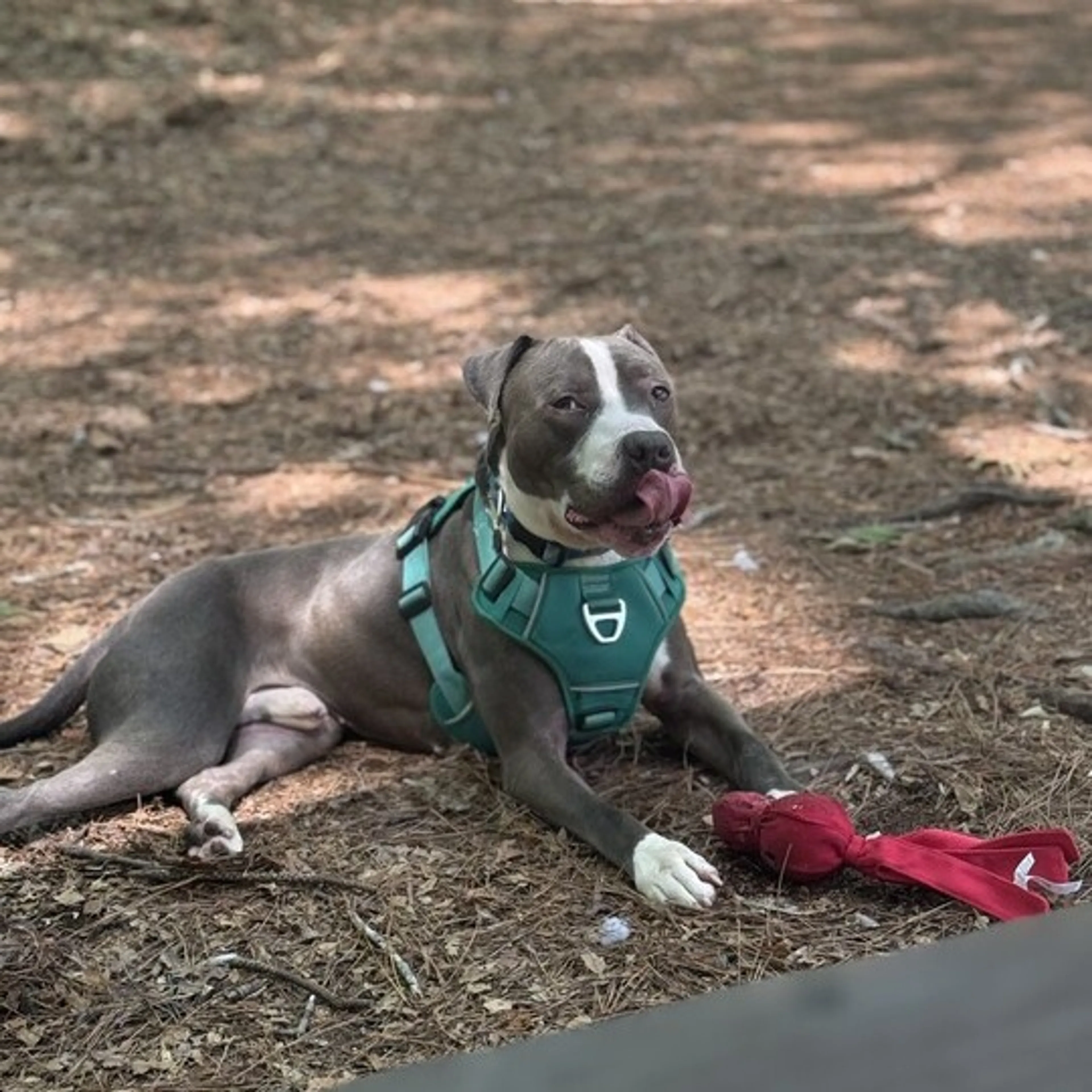 Found pet-13