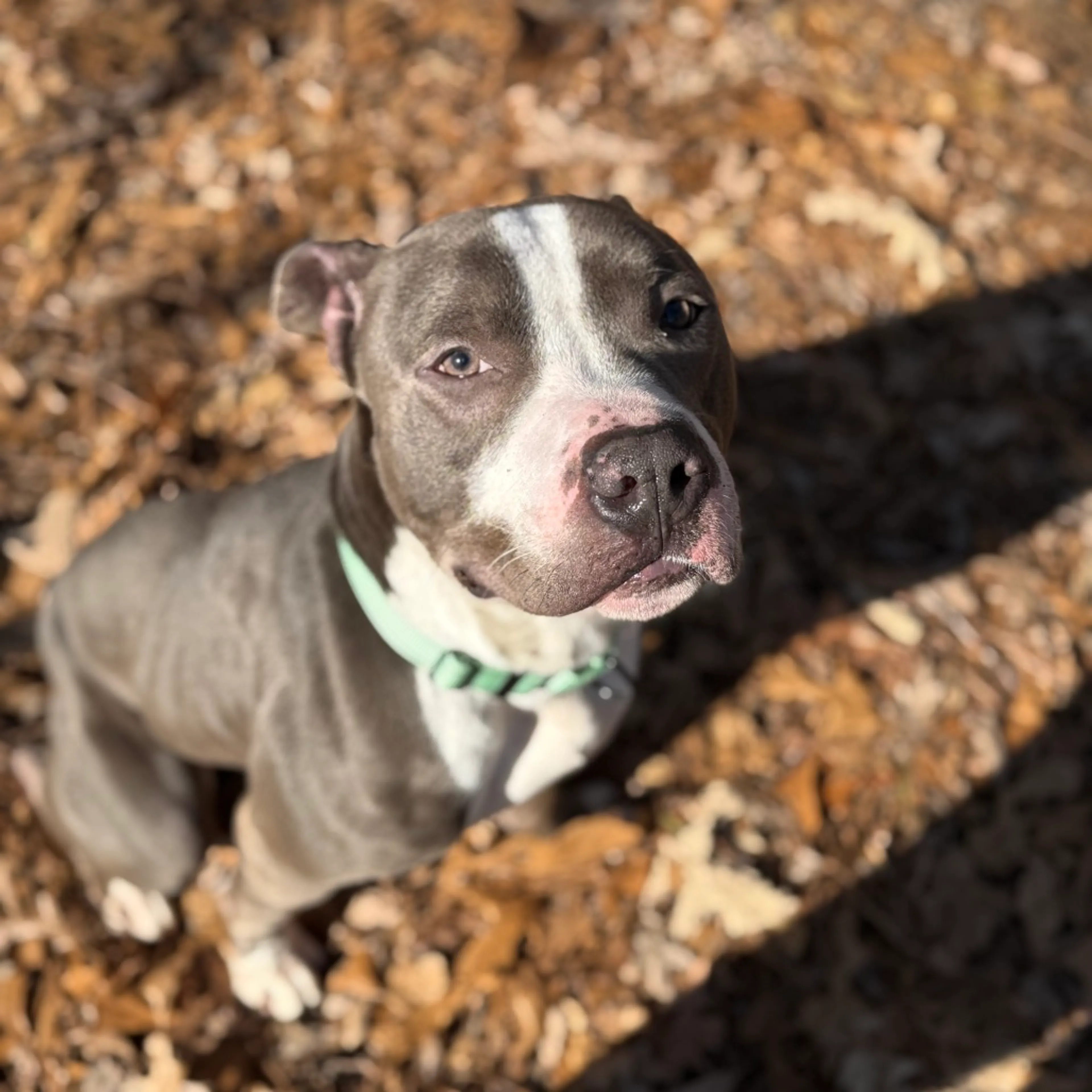 Found pet-4