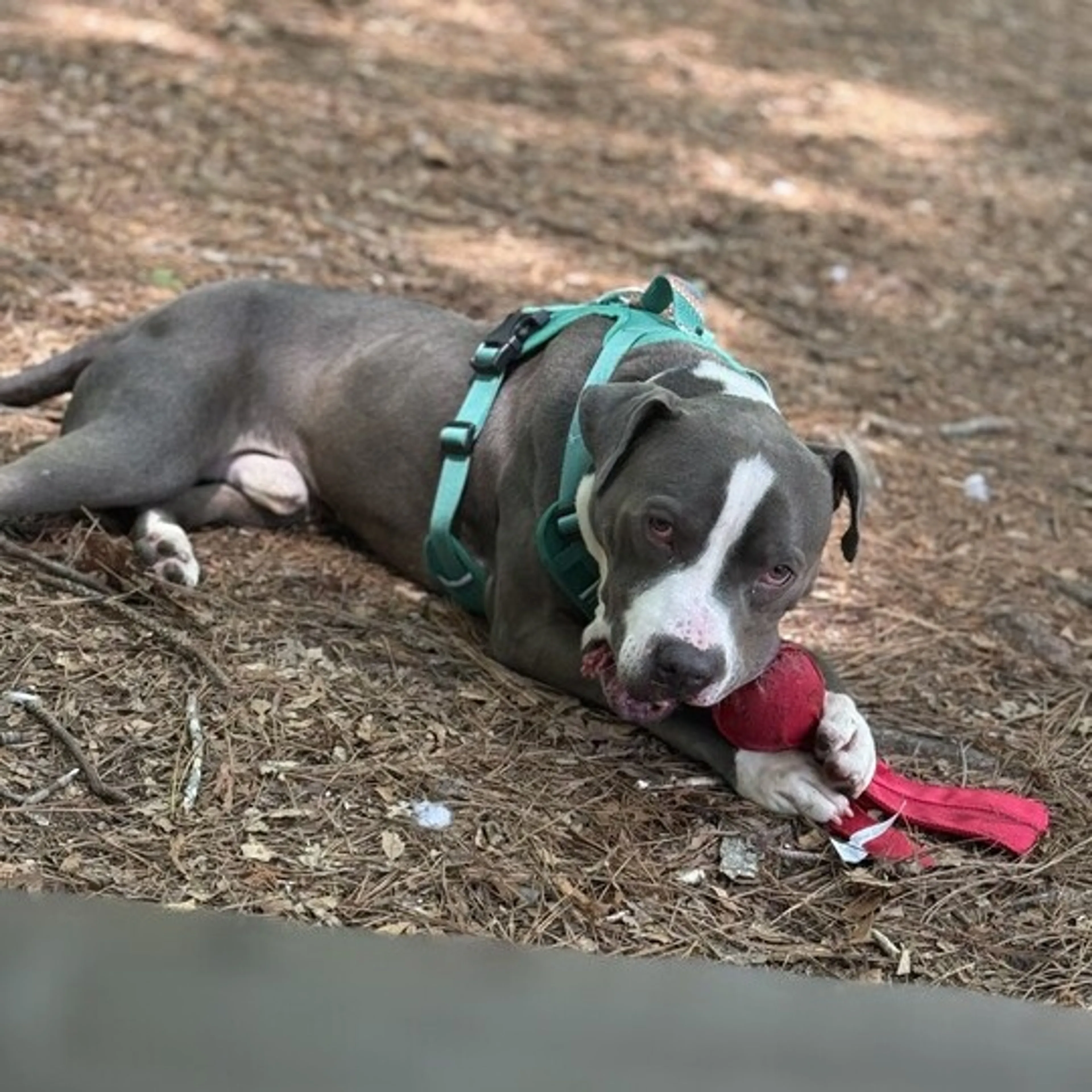 Found pet-14