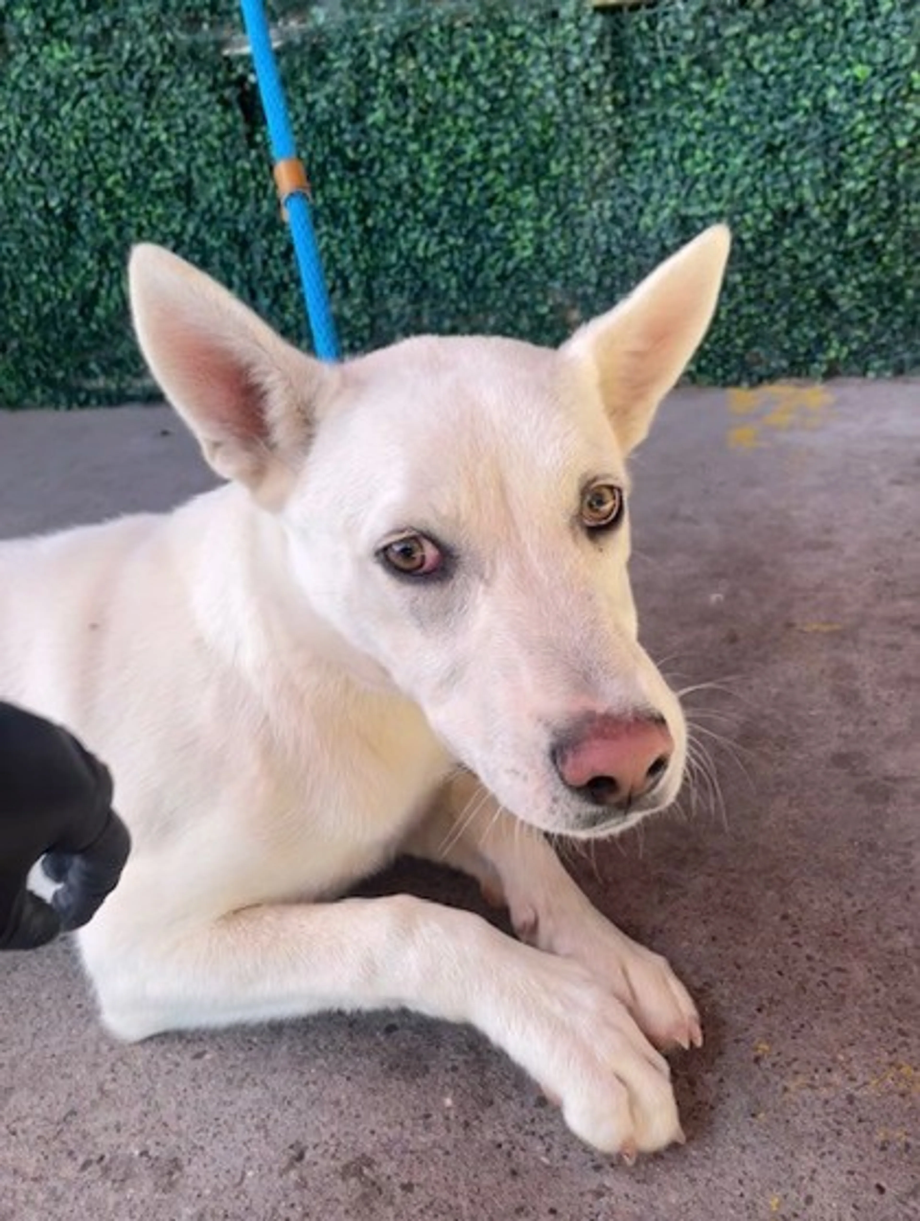 Found pet