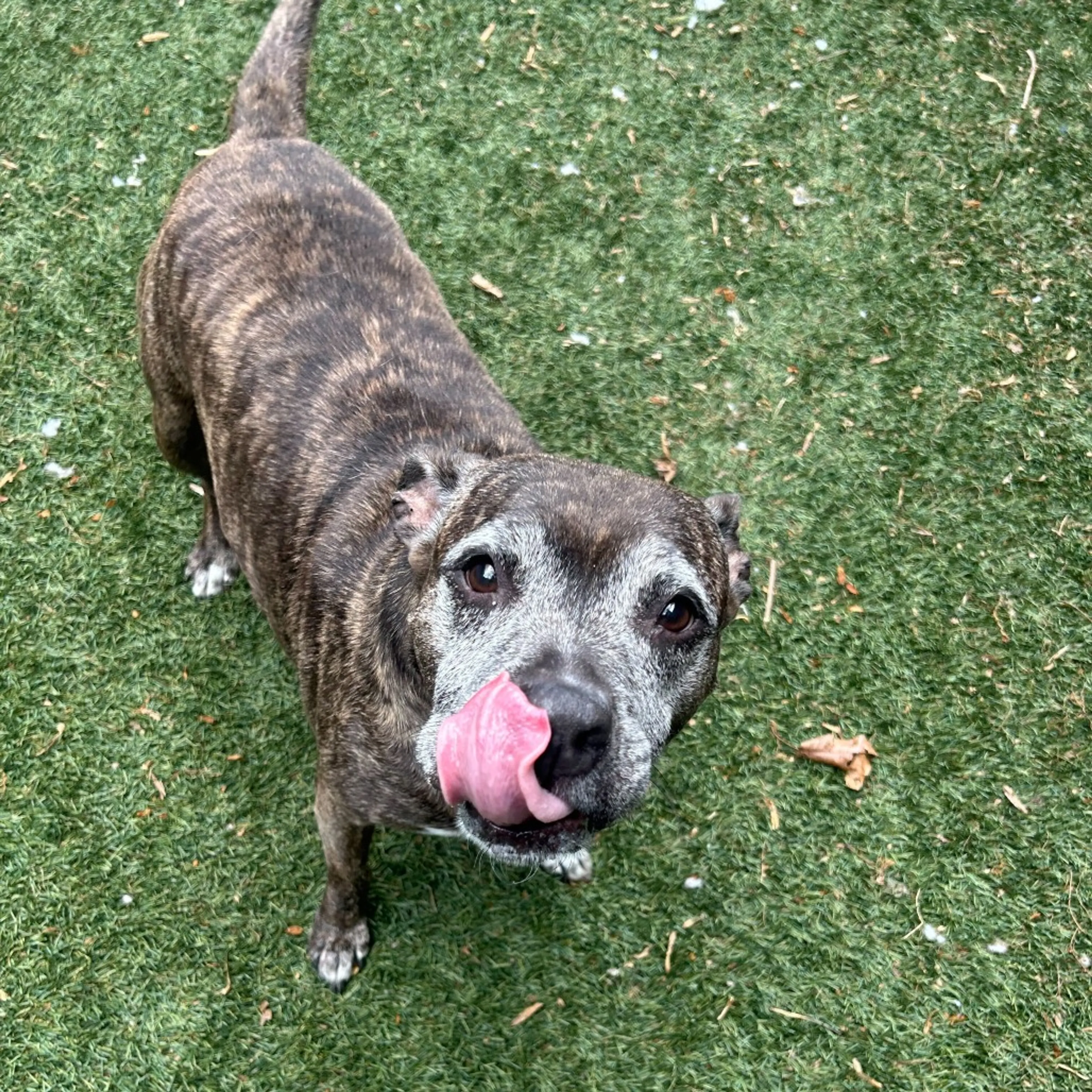 Found pet-2