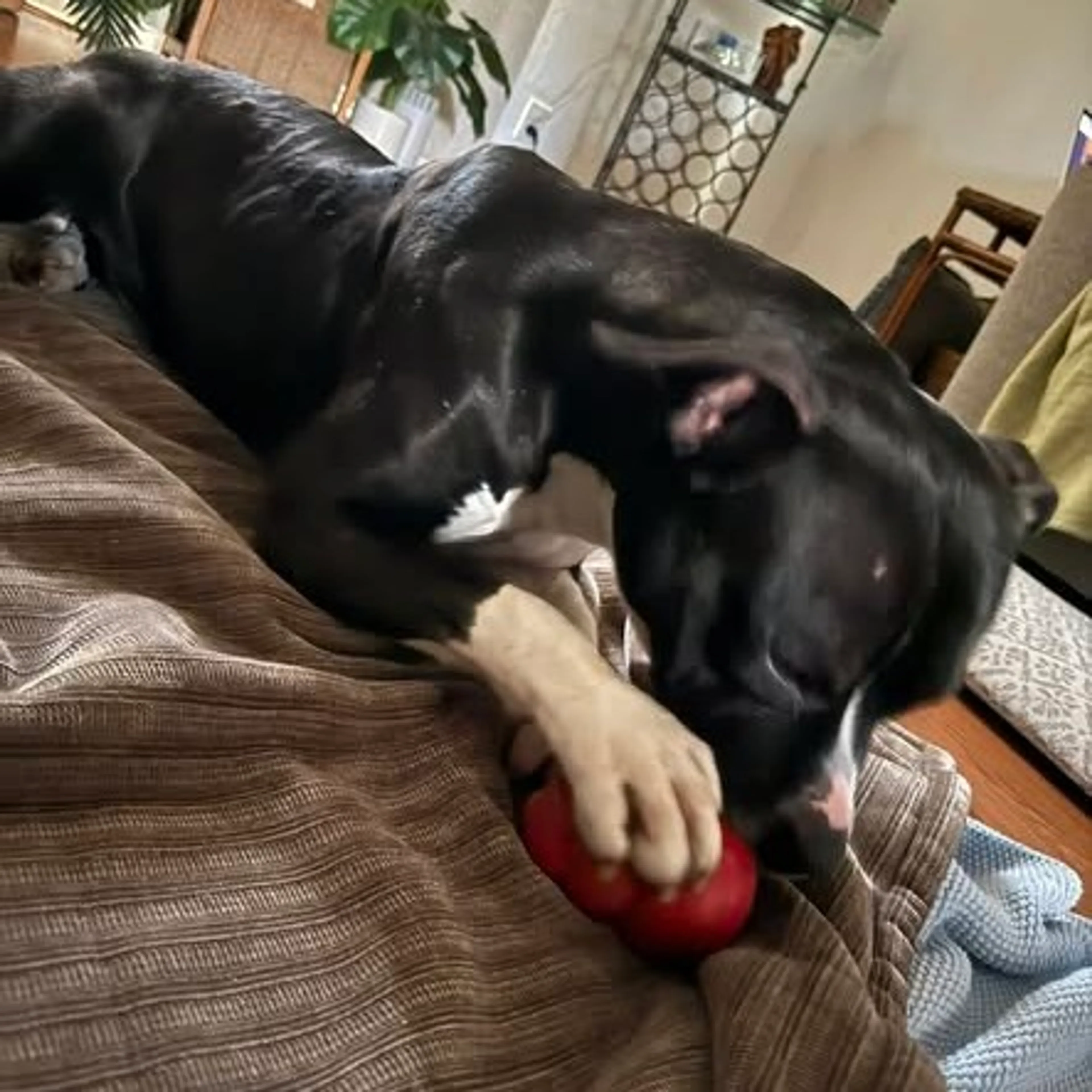 Found pet-3