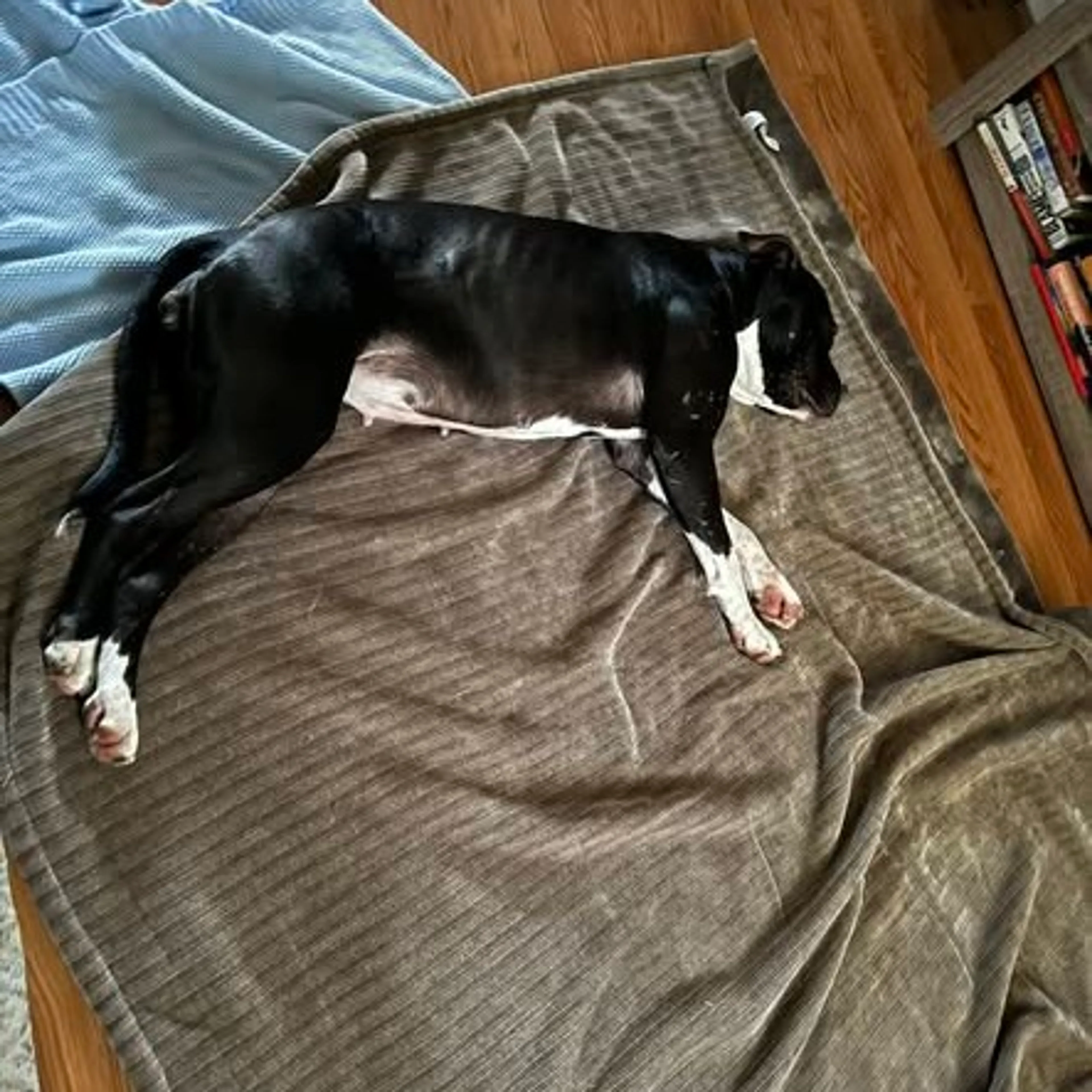 Found pet-5
