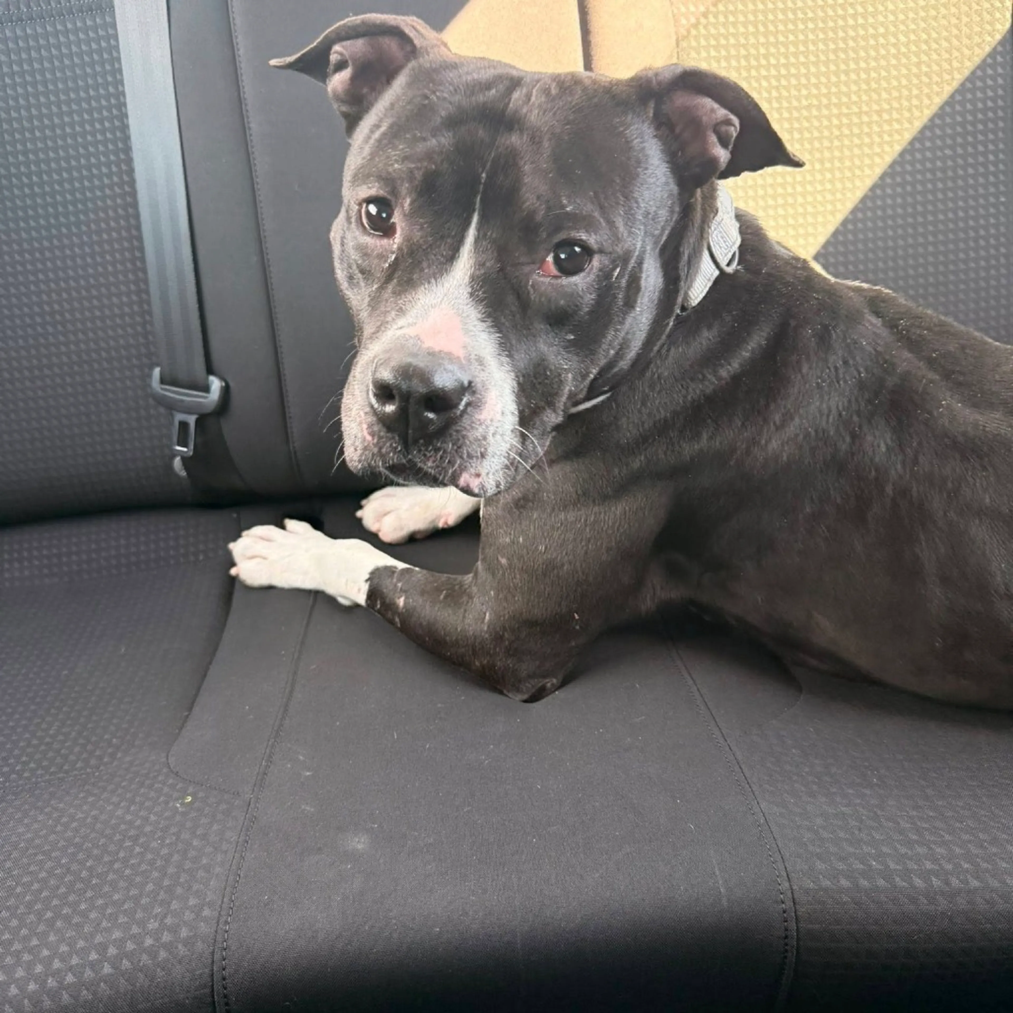 Found pet-1