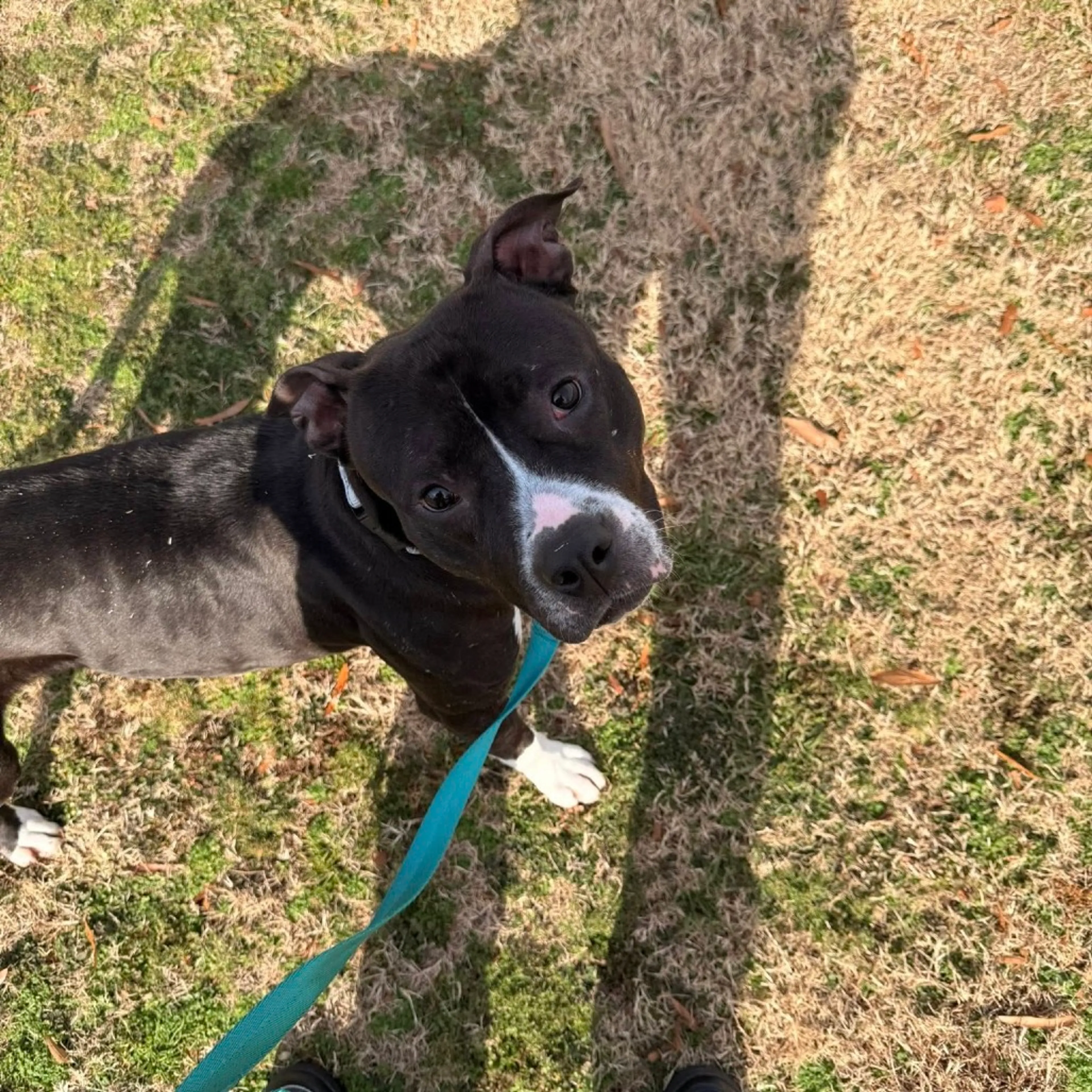 Found pet-2