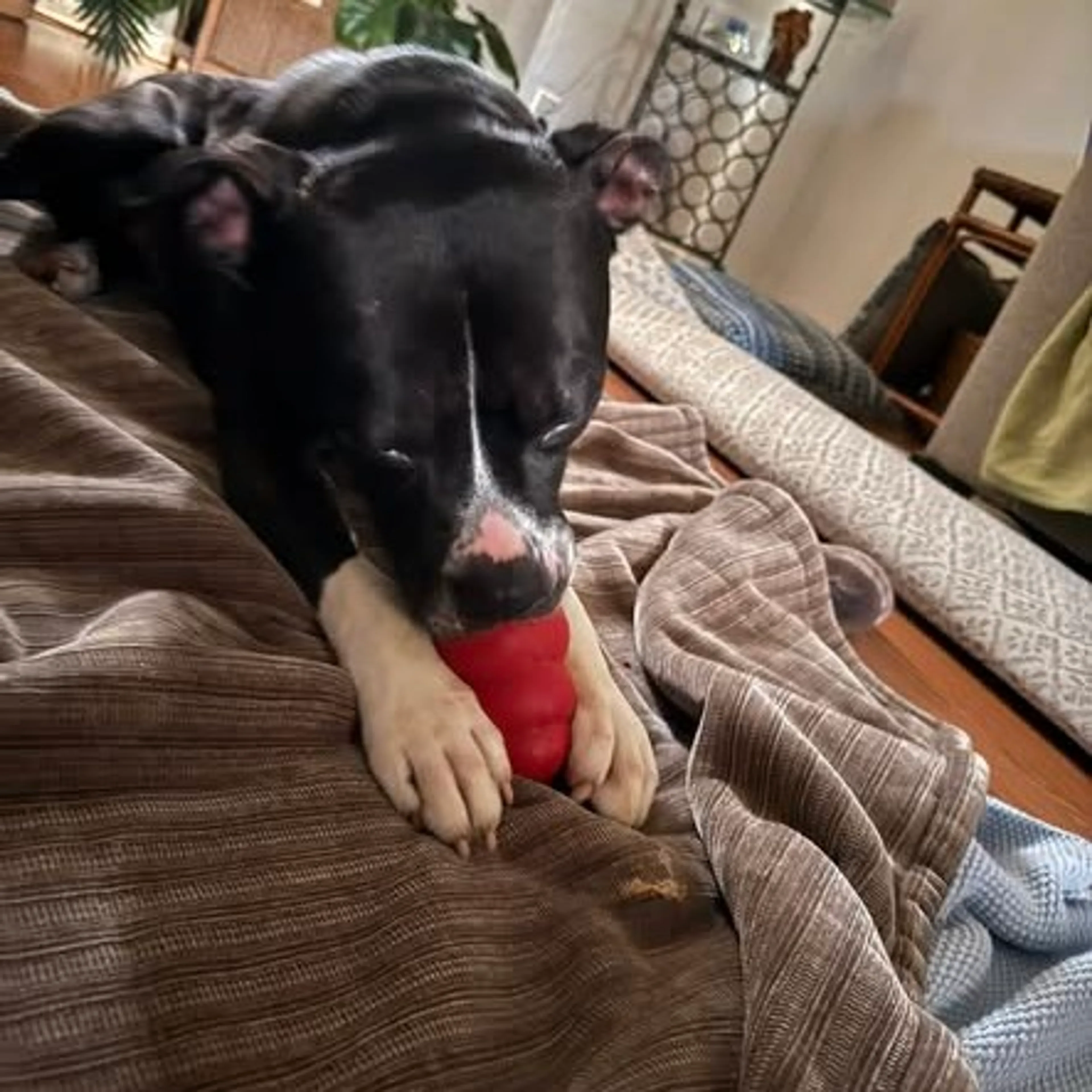 Found pet-4