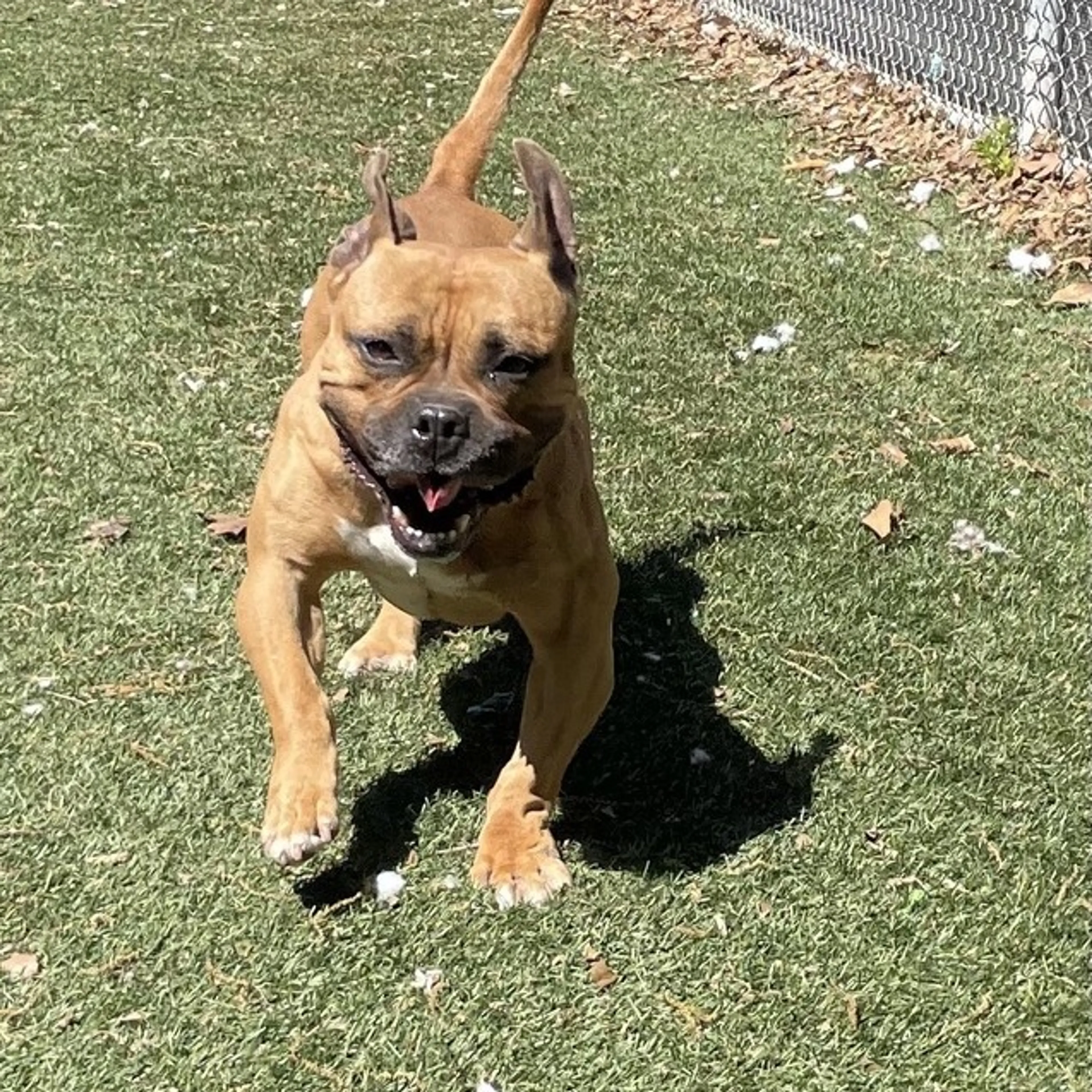 Found pet-2