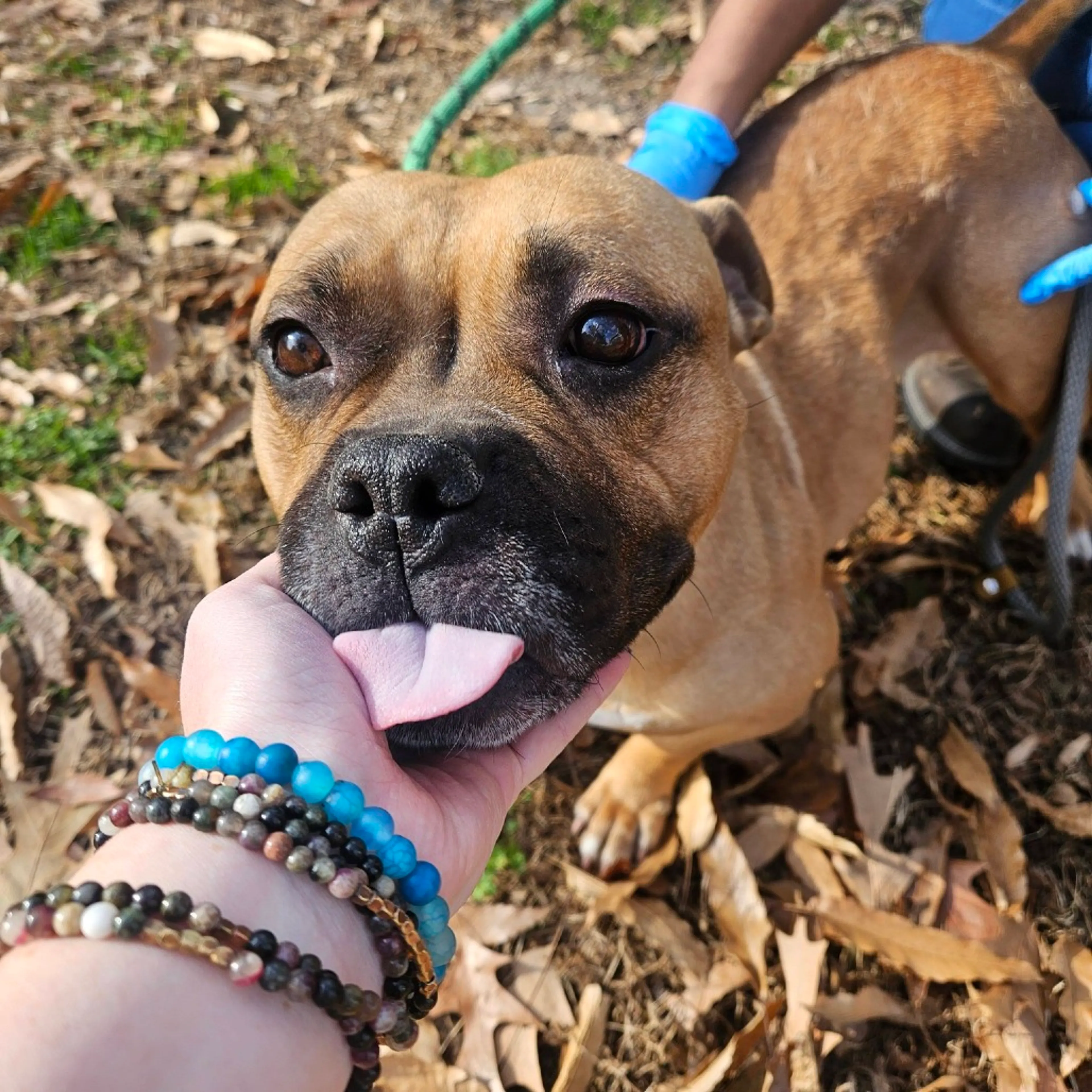 Found pet-1