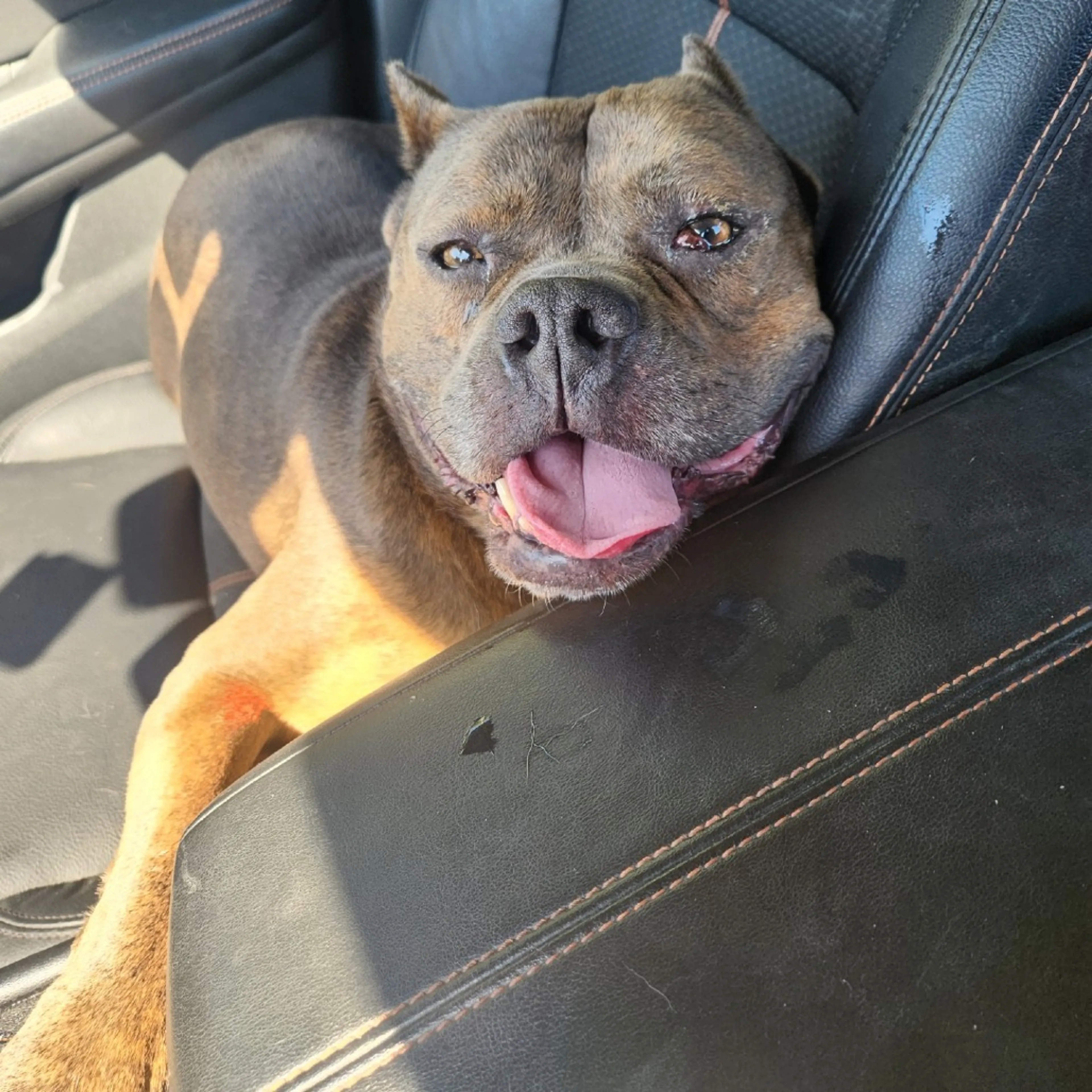 Found pet-9
