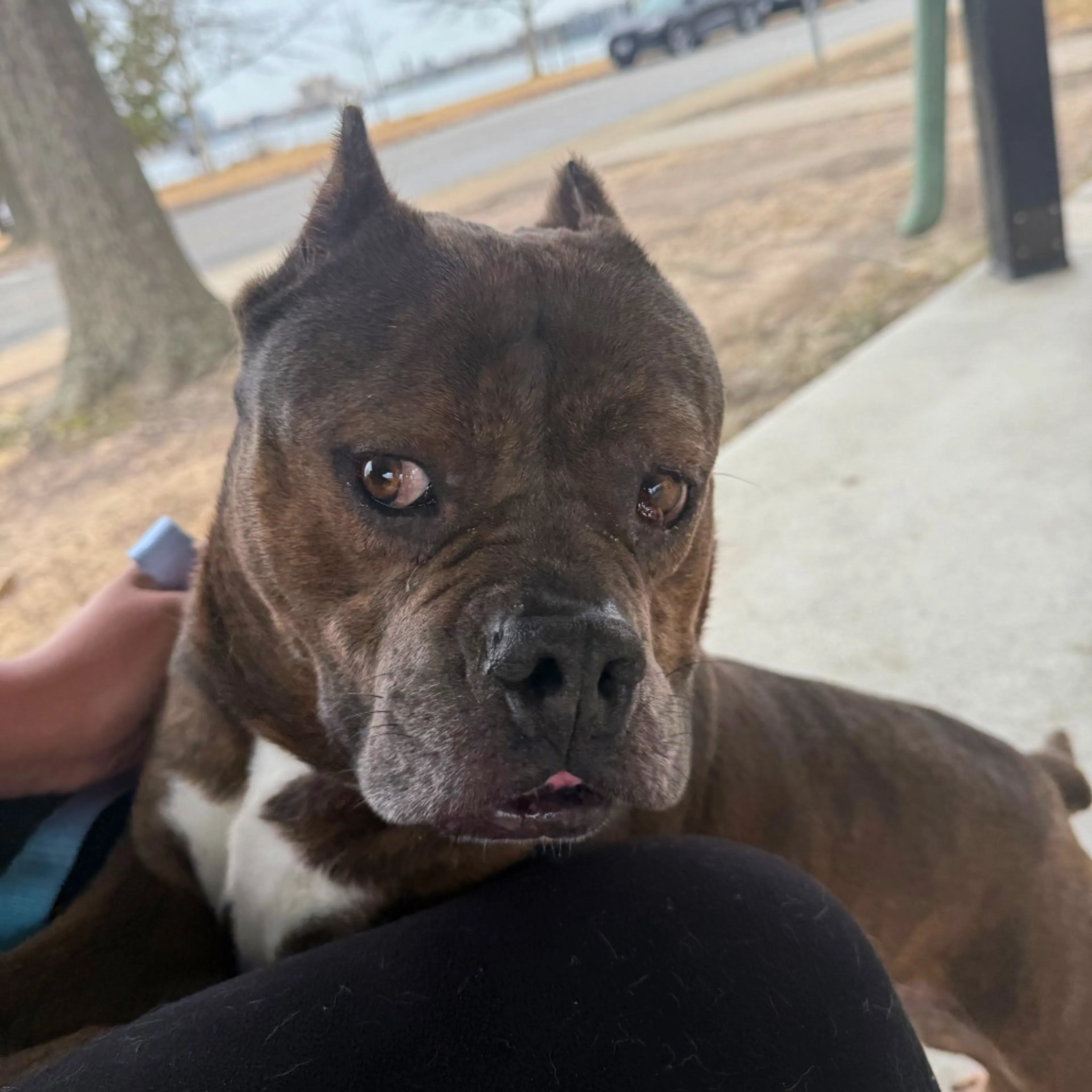 Found pet-4