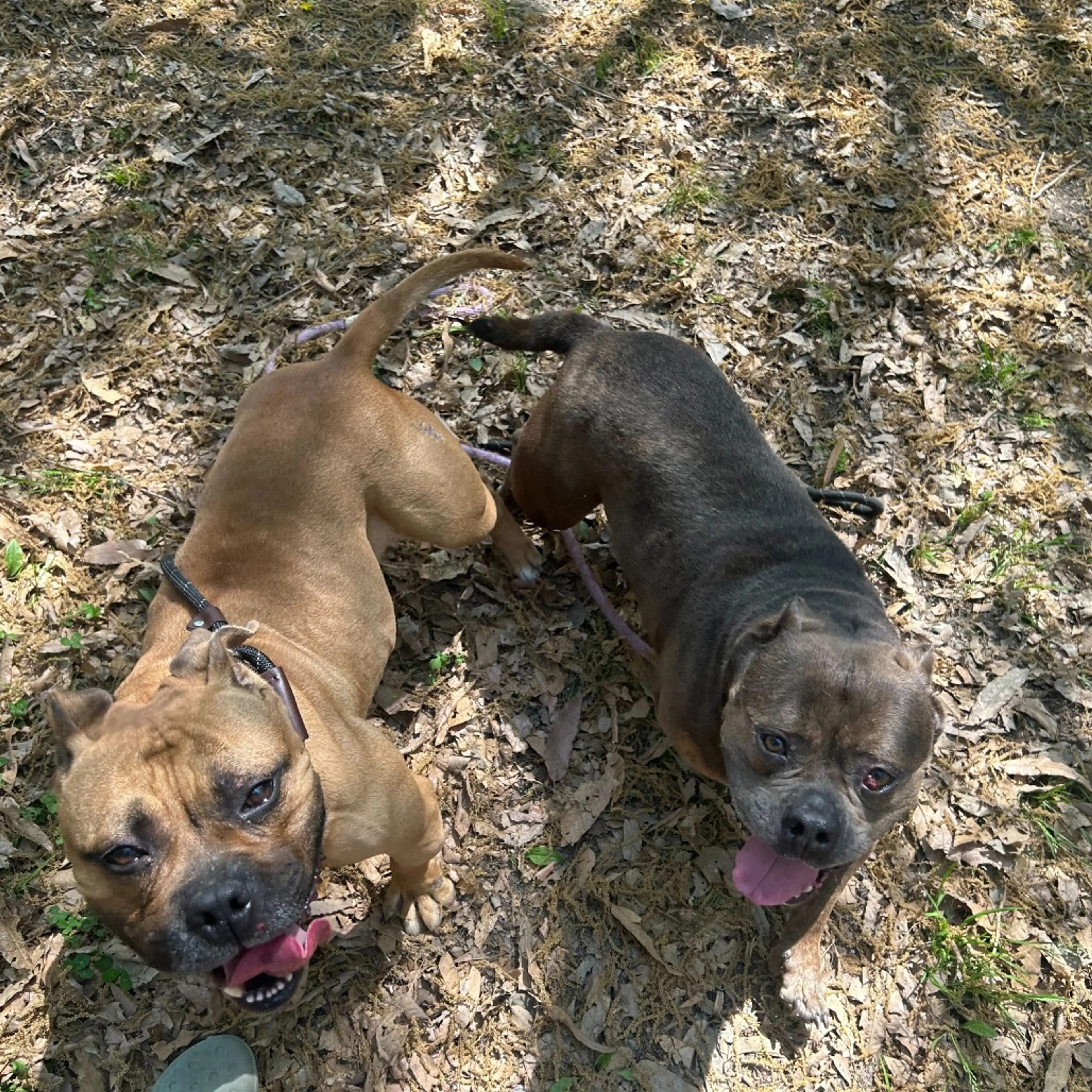 Found pet-8