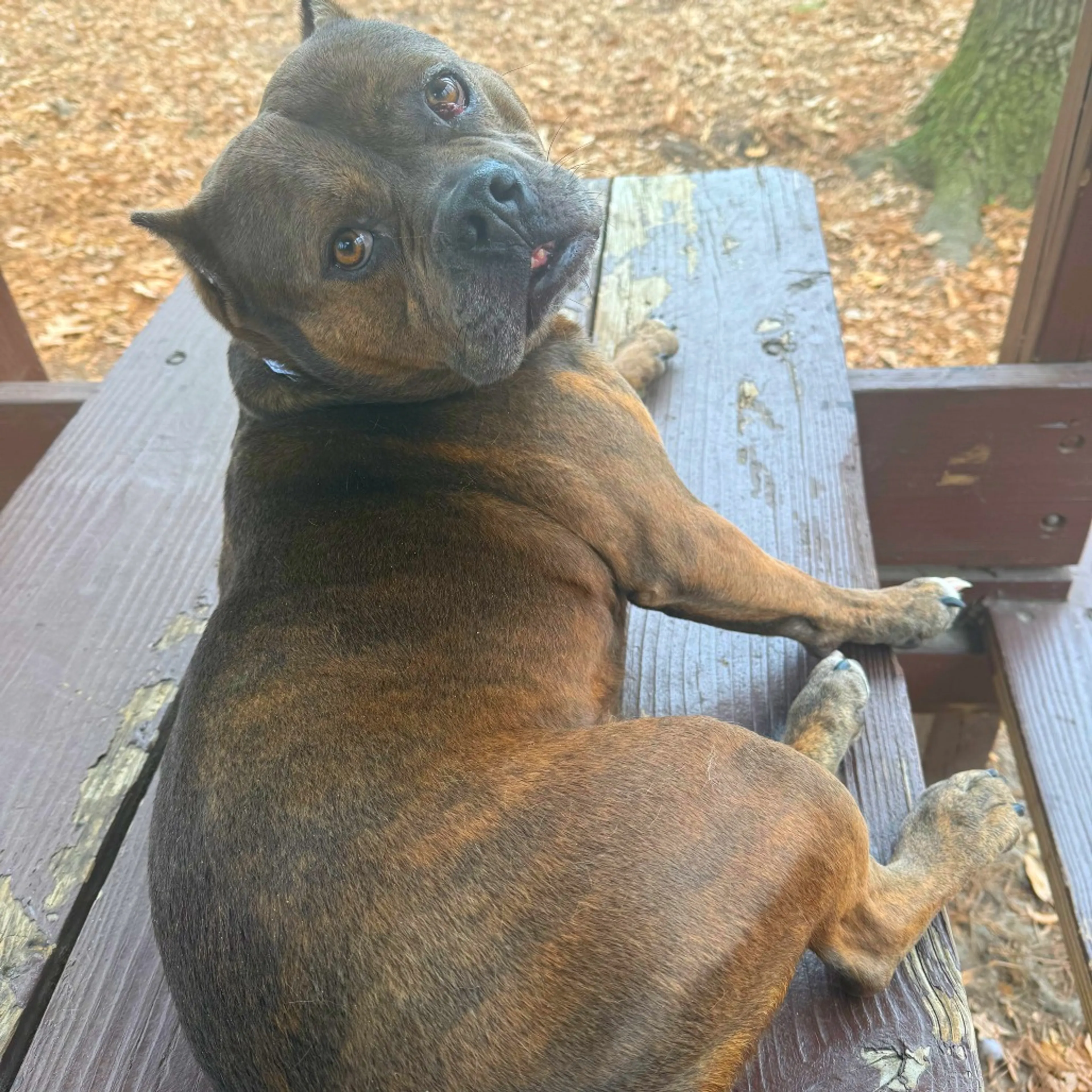 Found pet-2