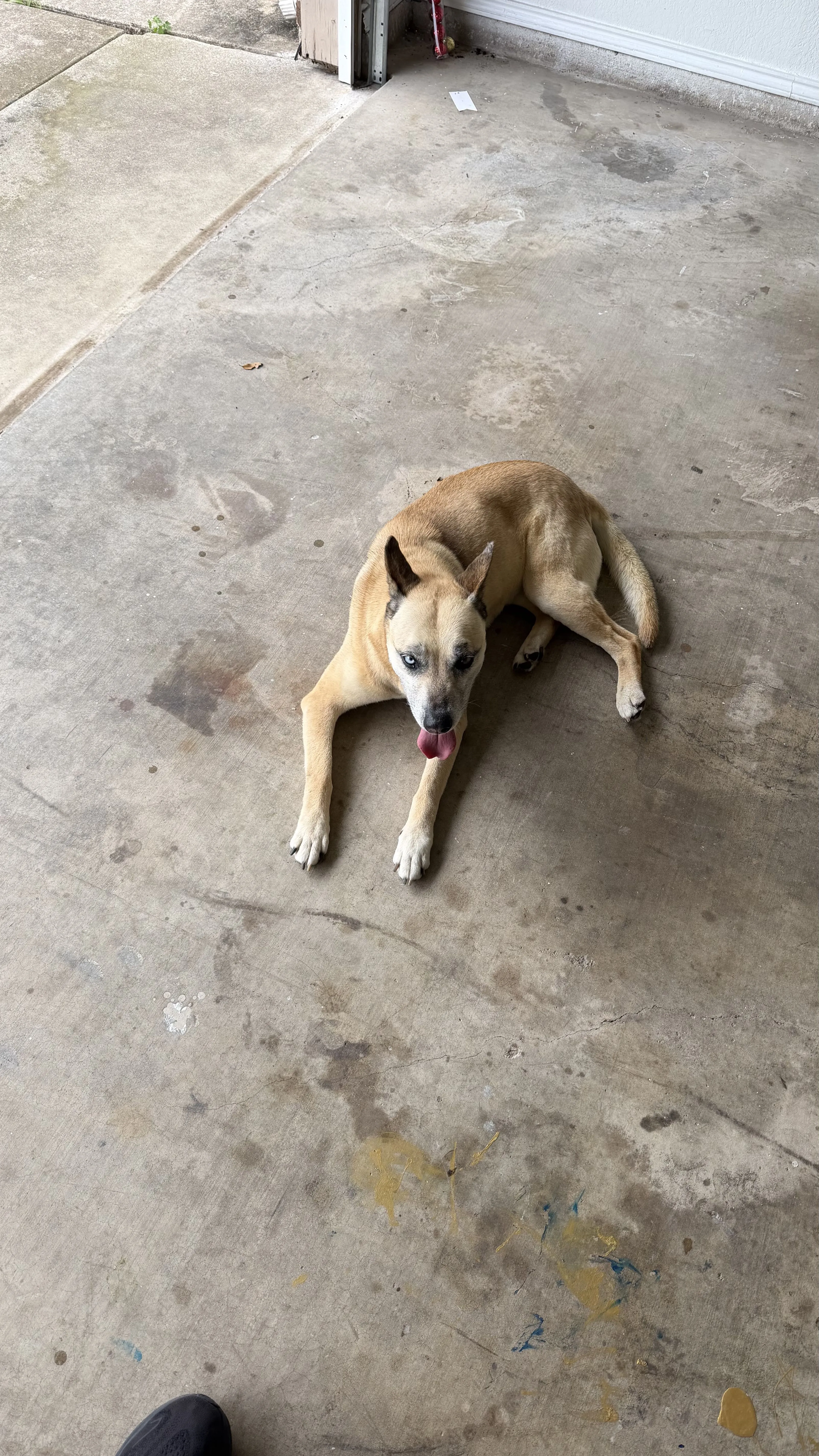 Lost pet-1