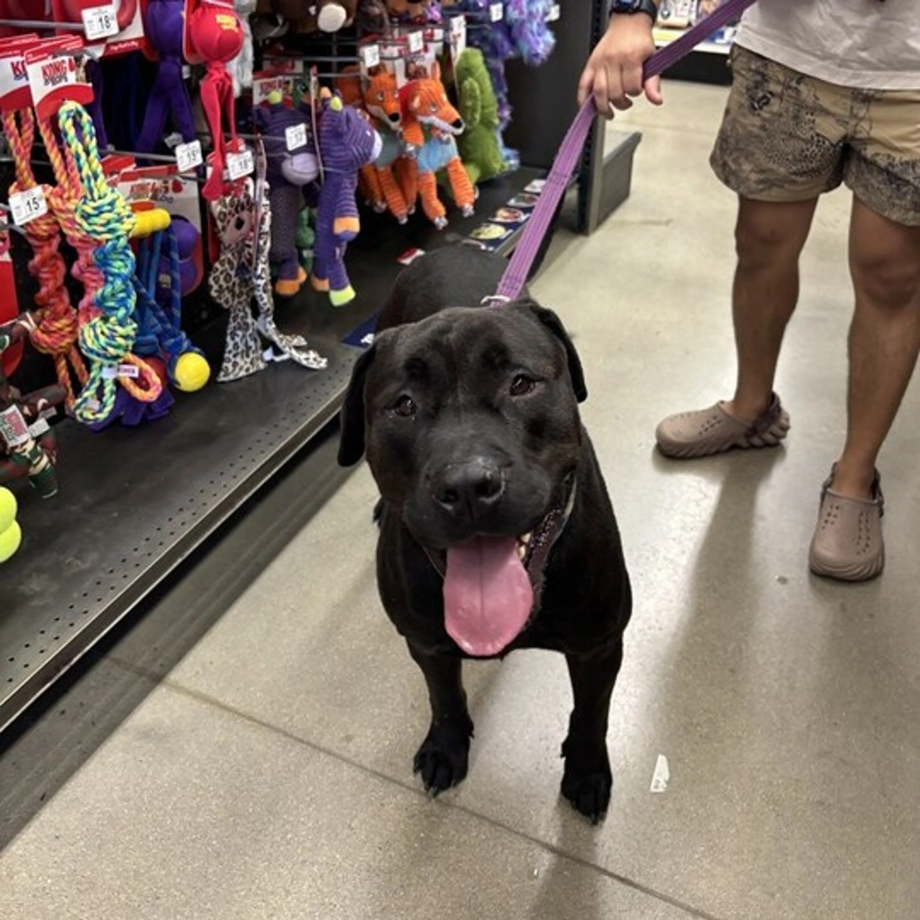 Found pet-4