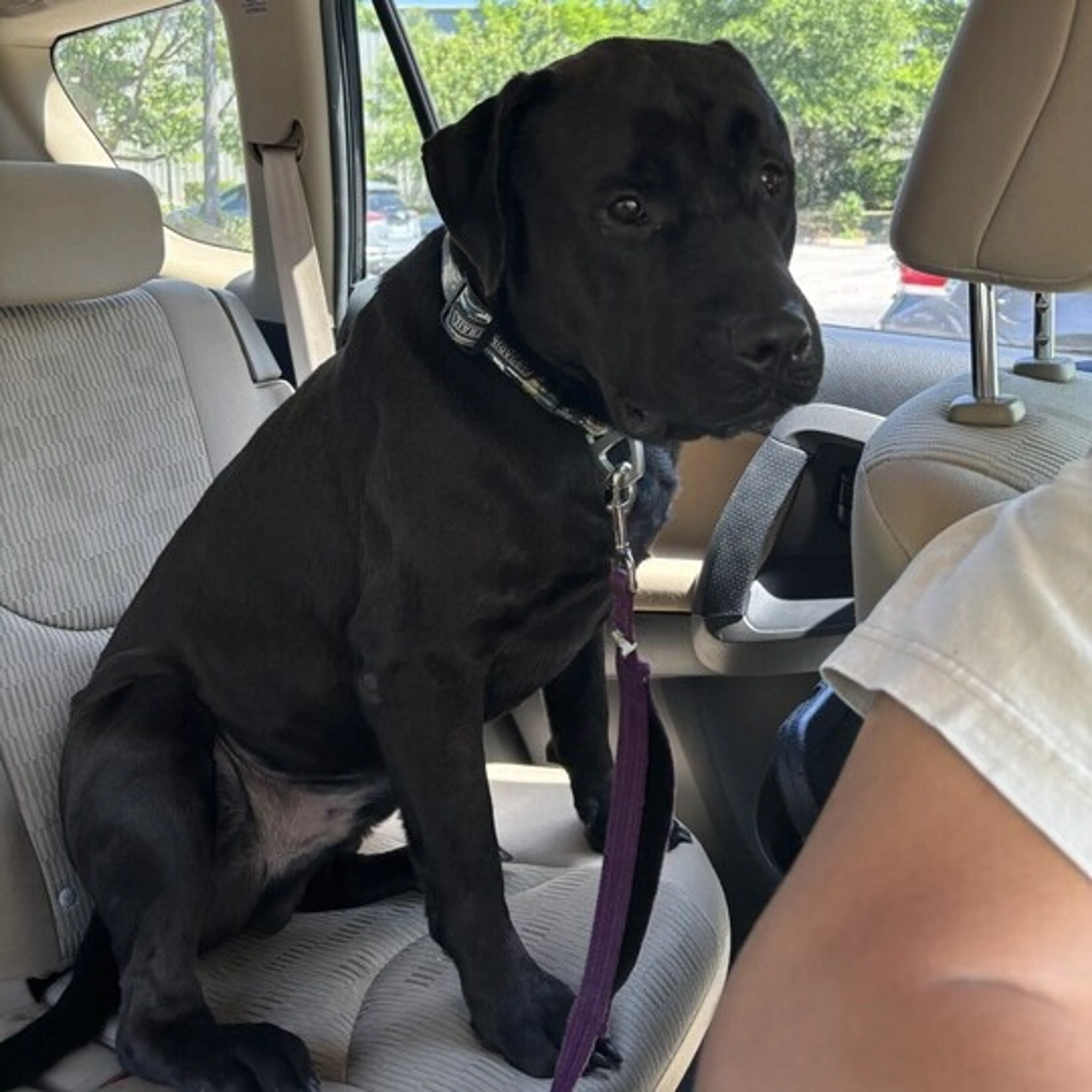 Found pet-2