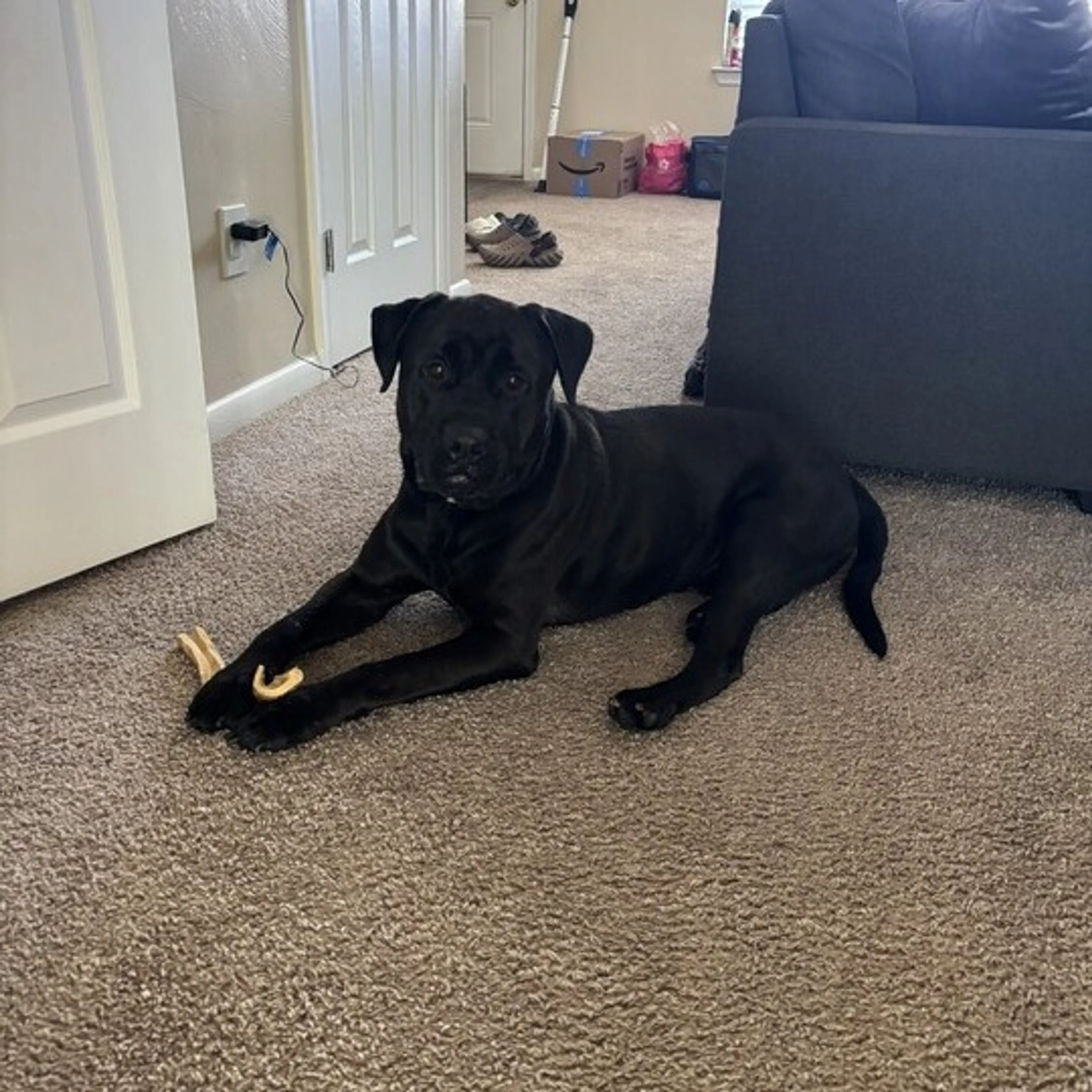 Found pet-3