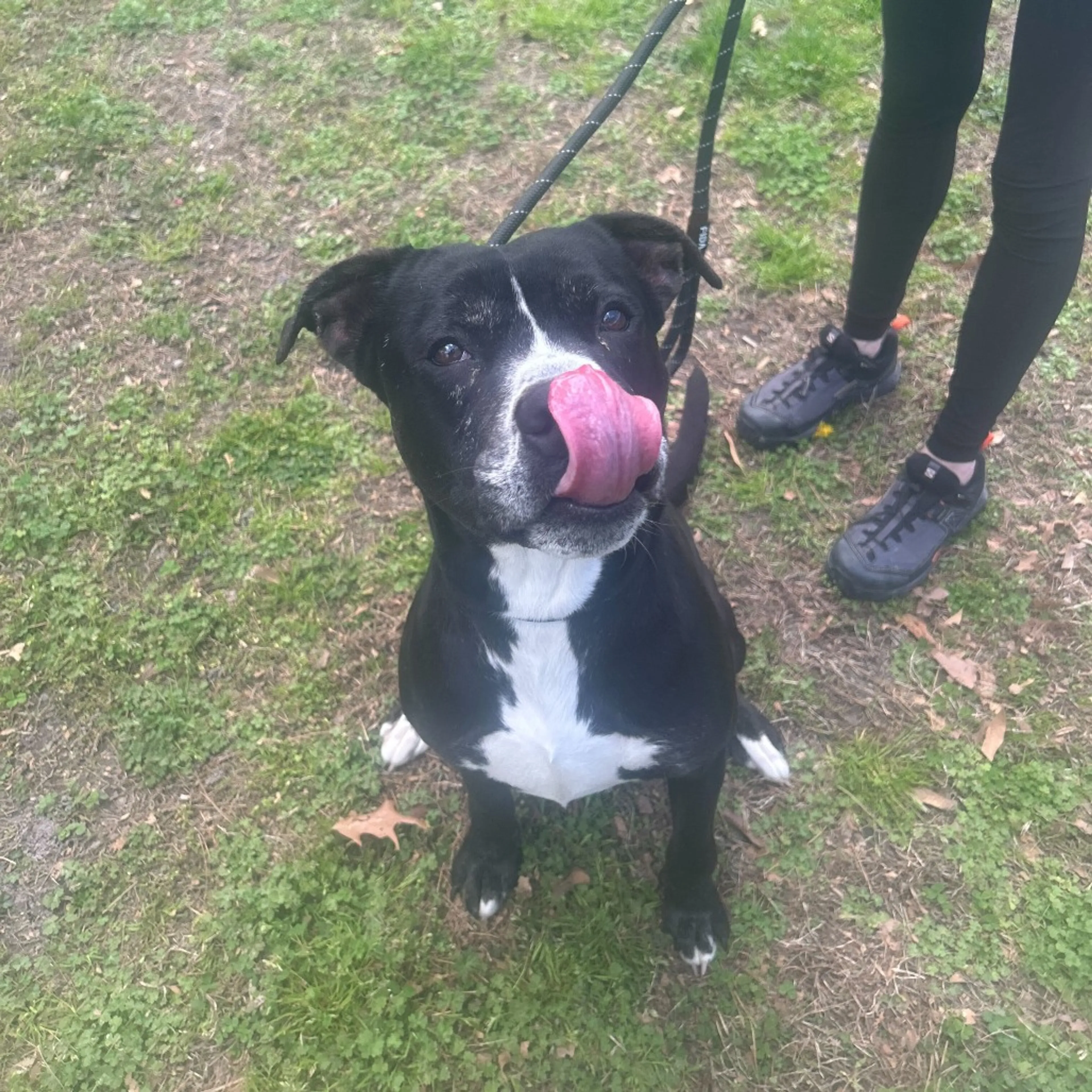 Found pet-3