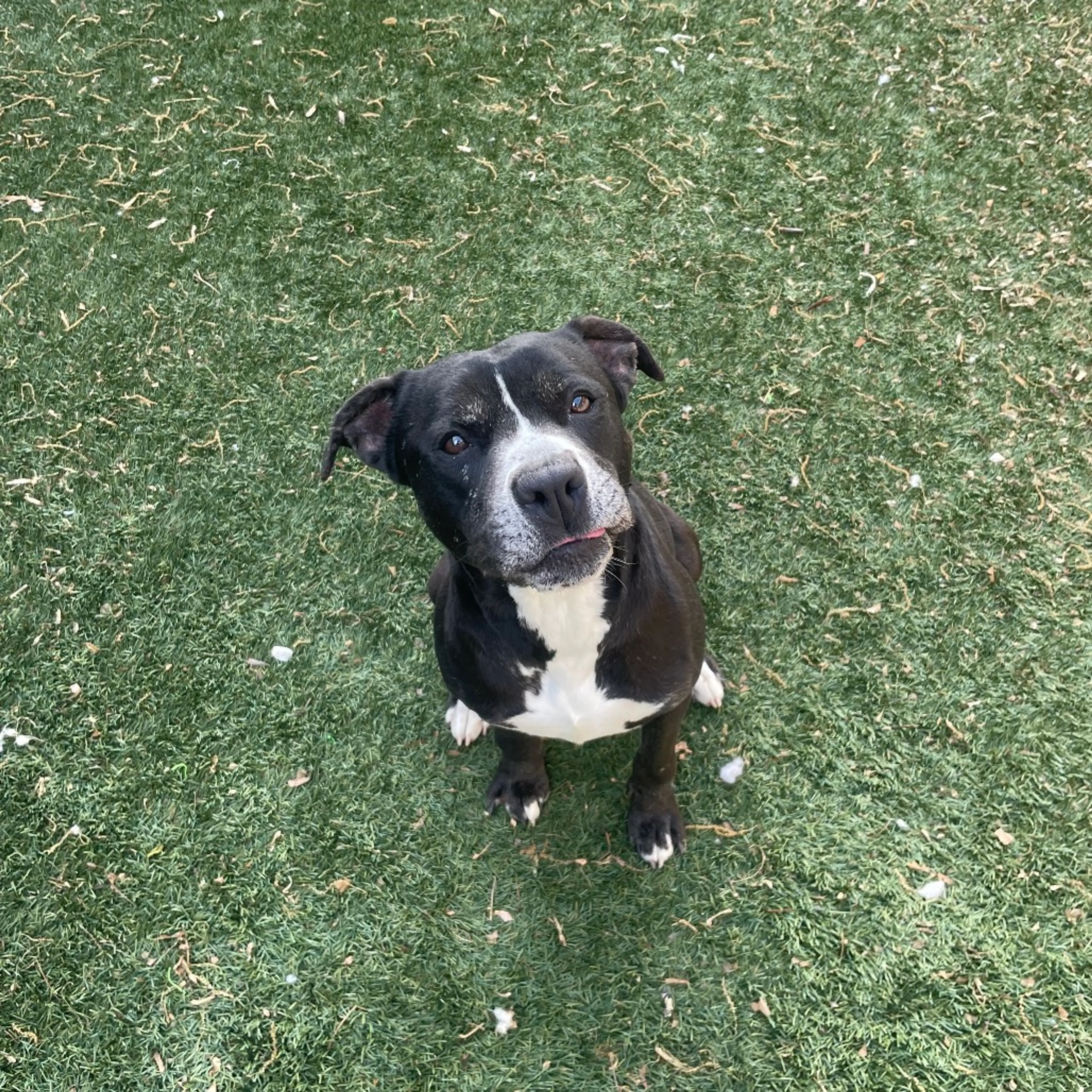 Found pet-5