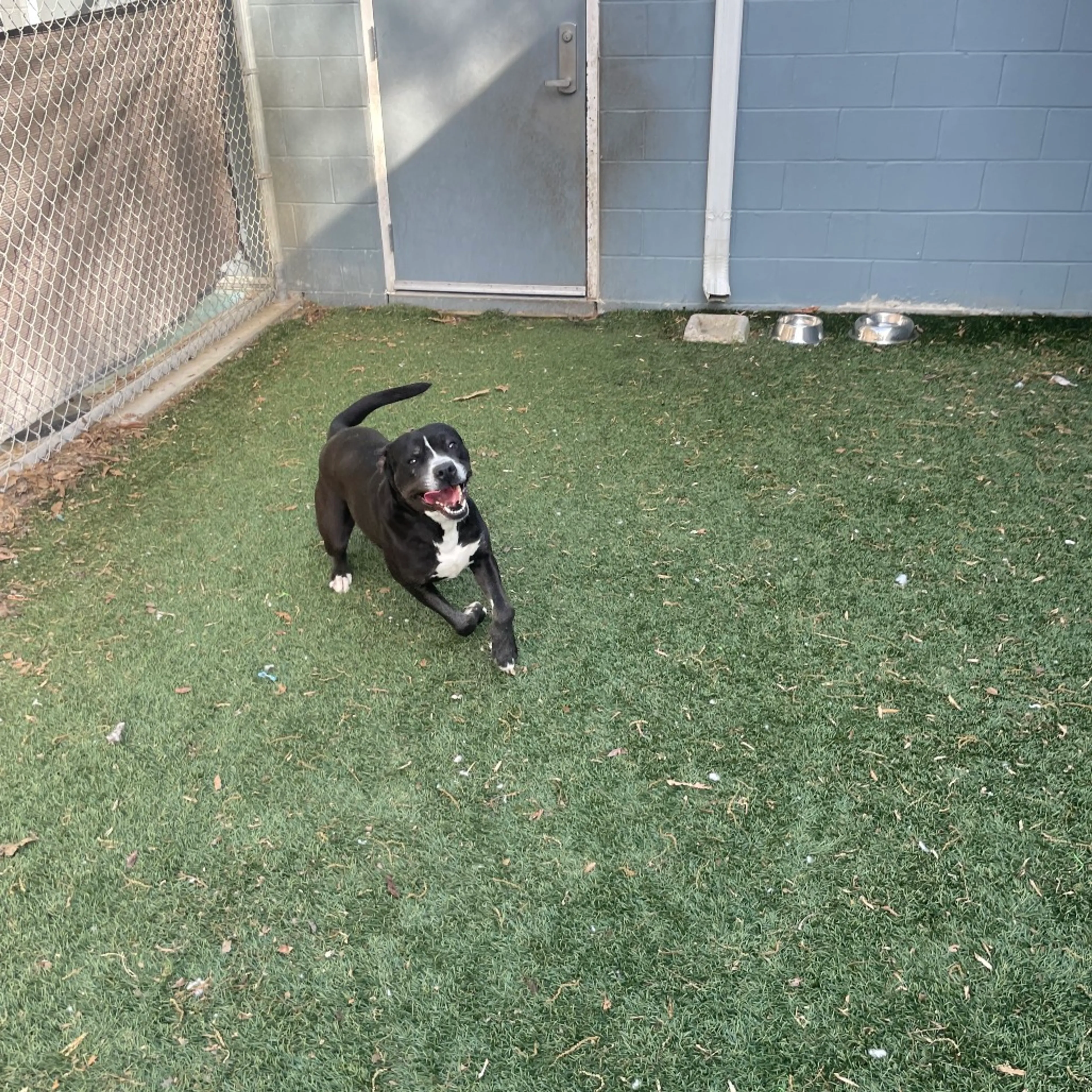 Found pet-4