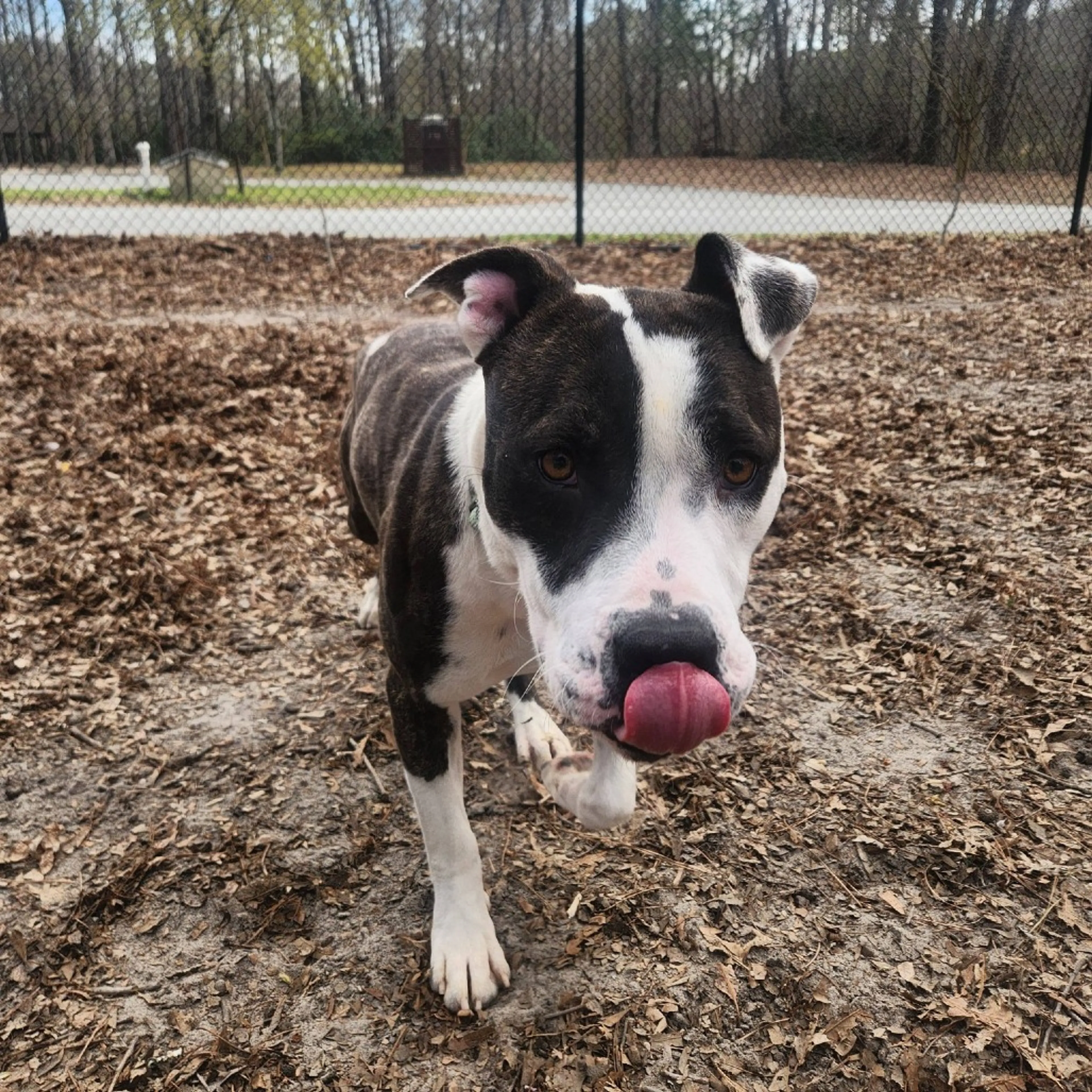 Found pet-4