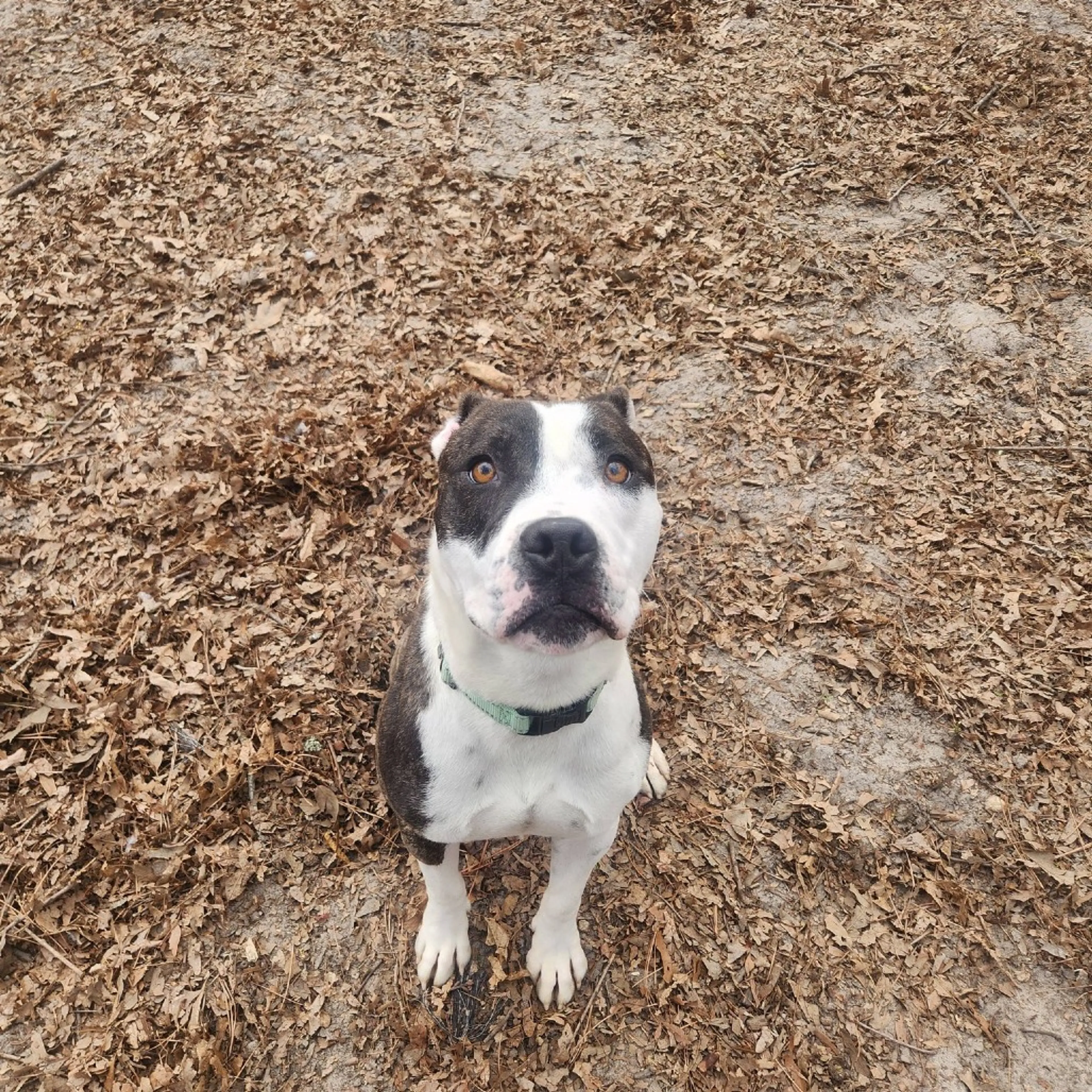 Found pet-5