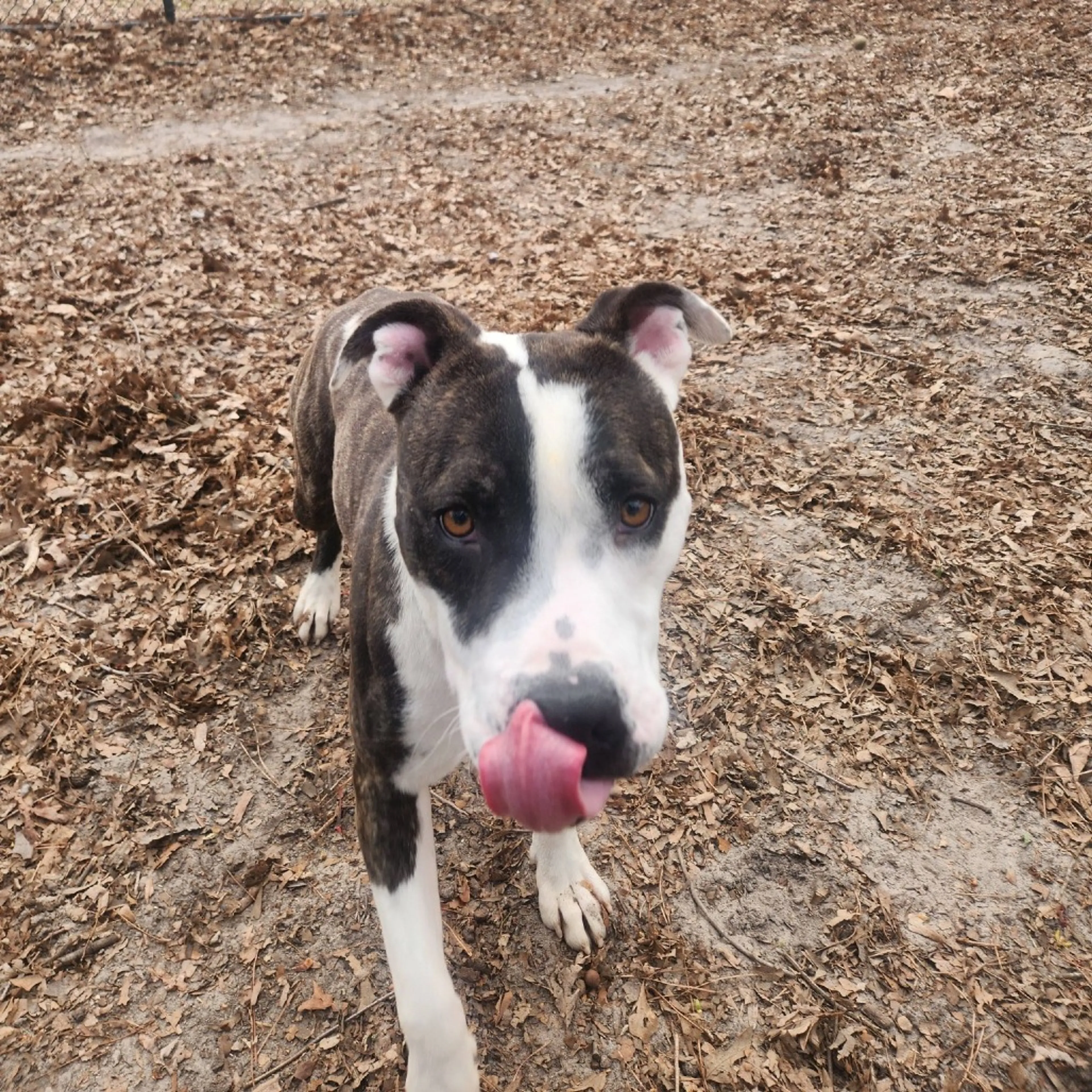 Found pet-8