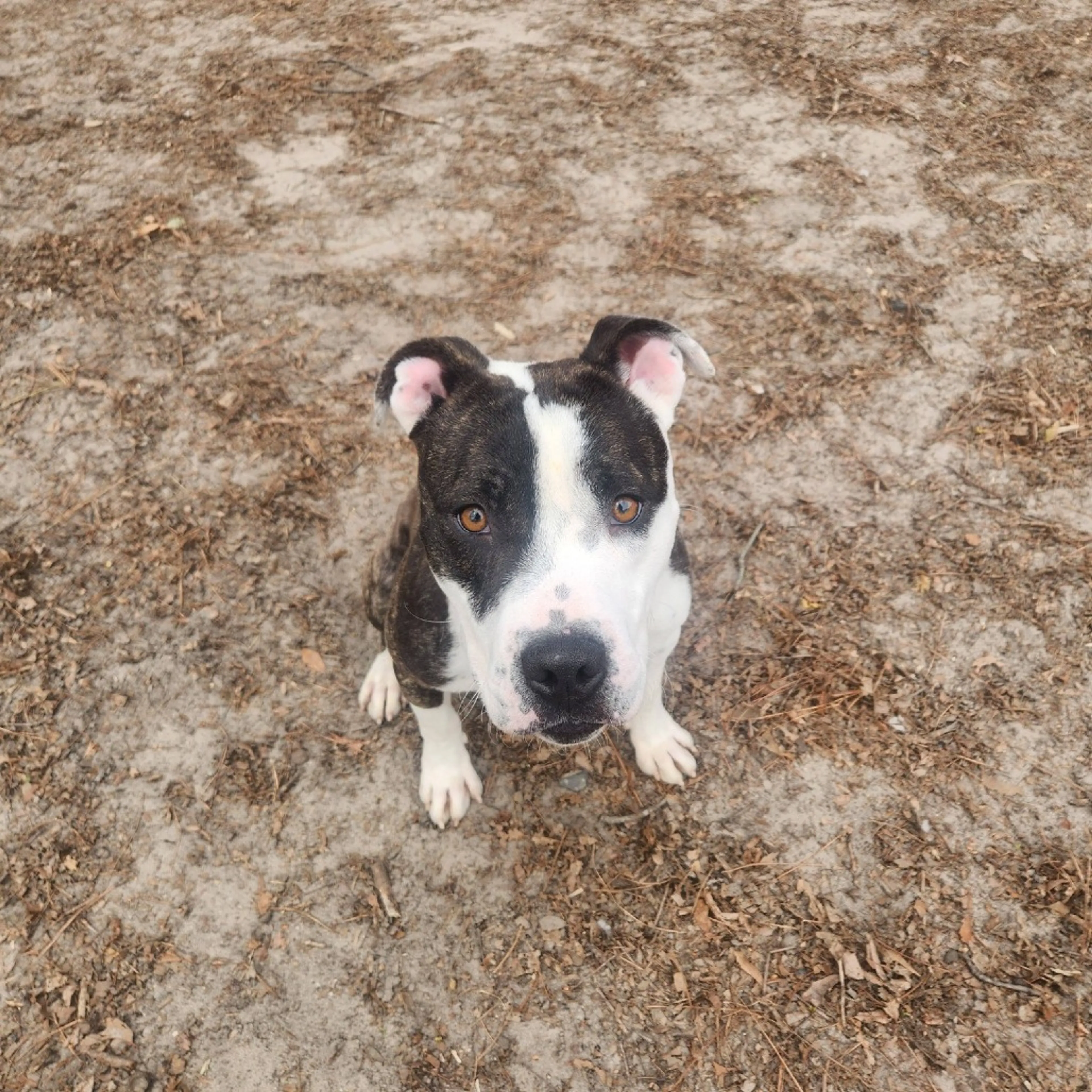 Found pet-6