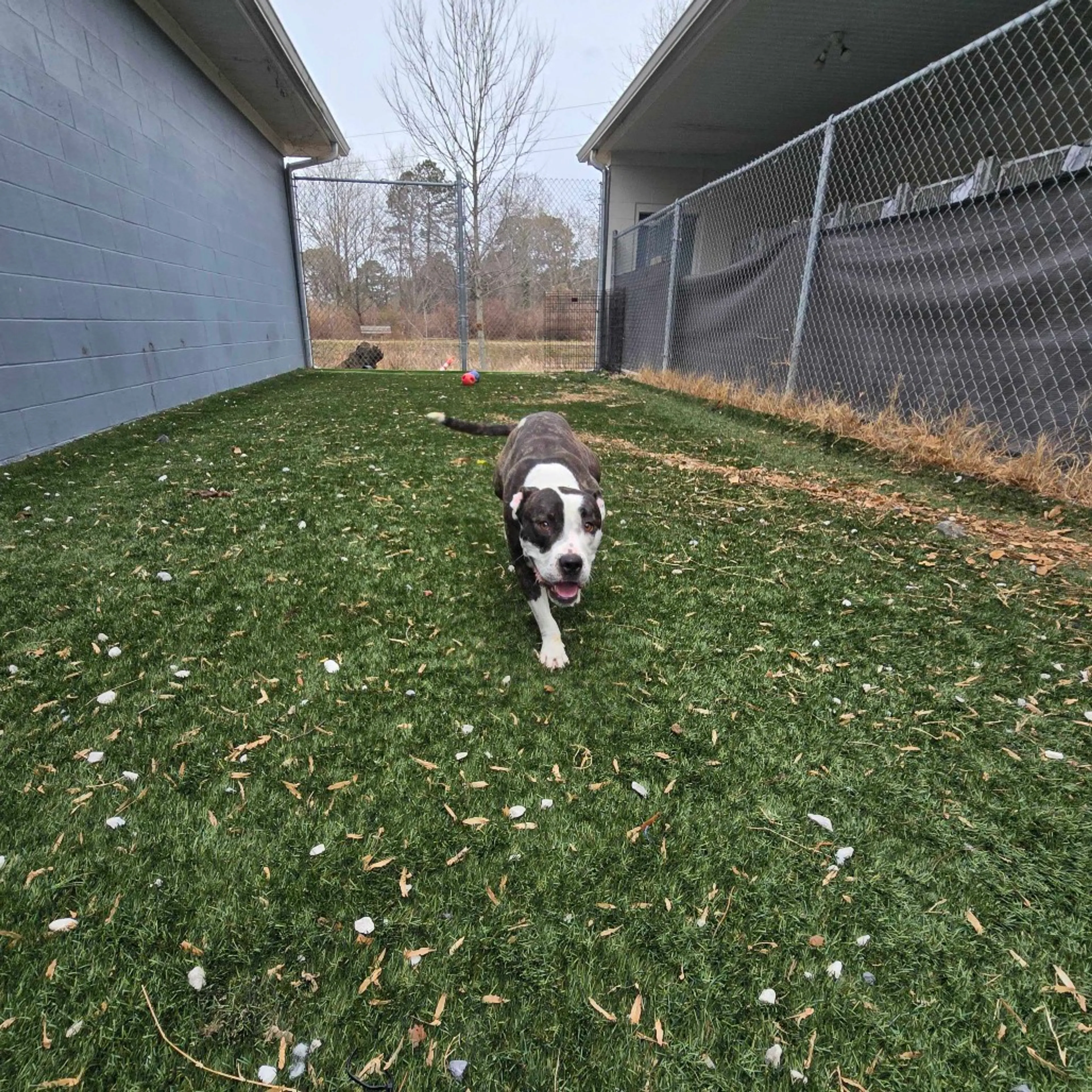 Found pet-2