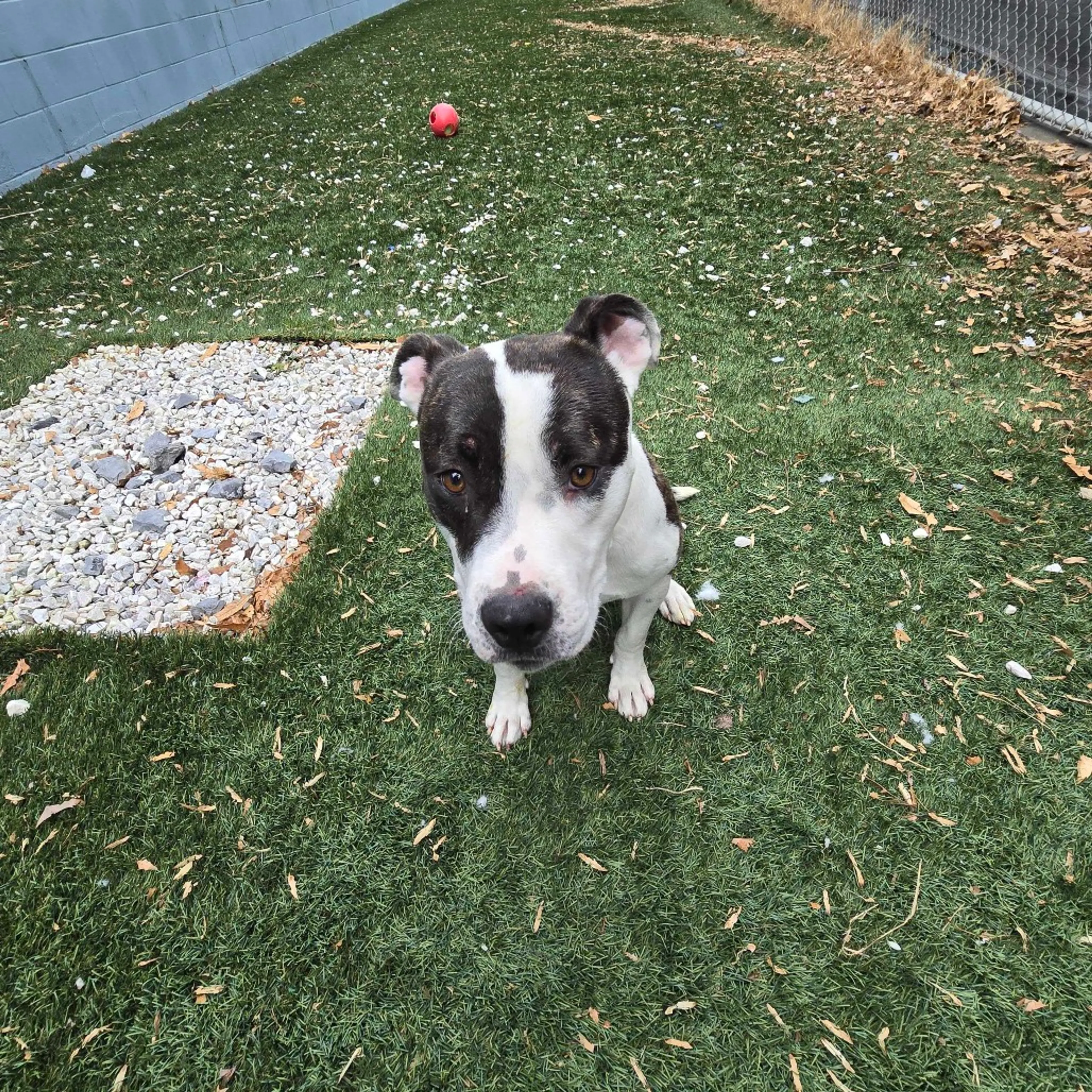 Found pet-3