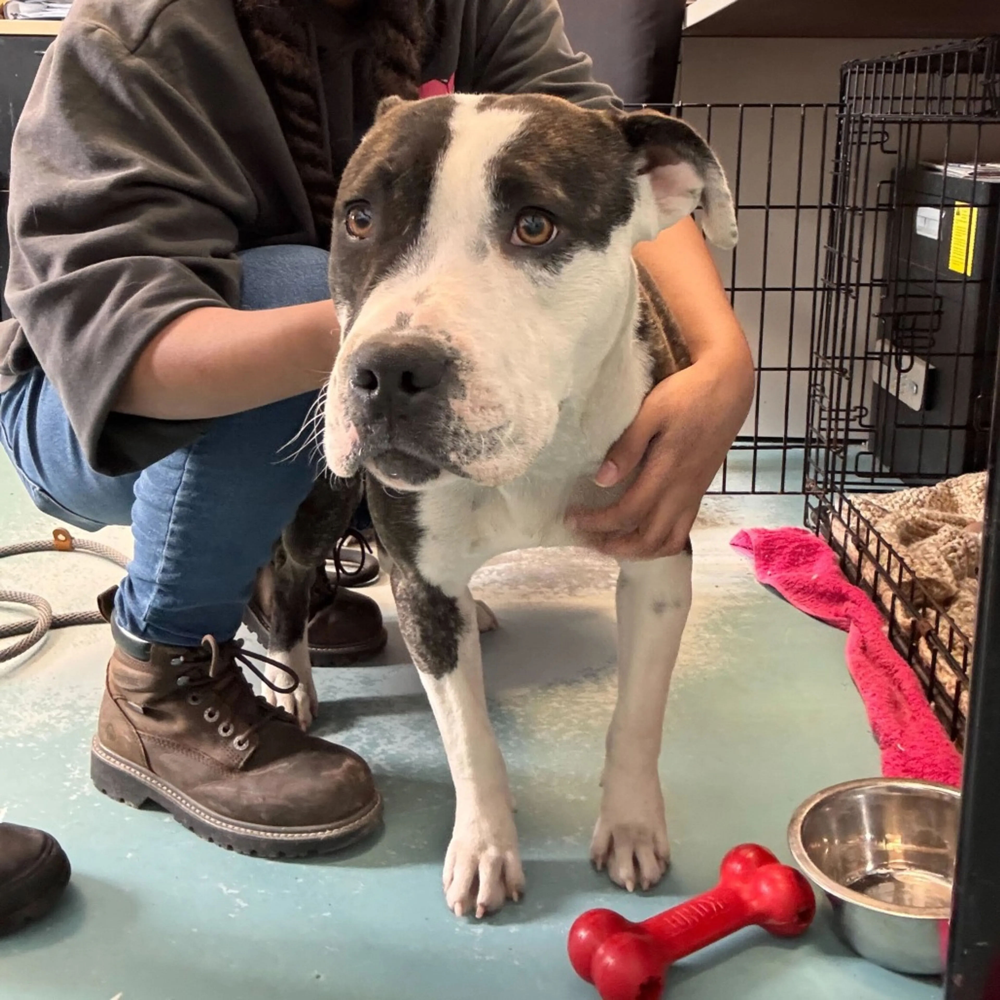 Found pet-1