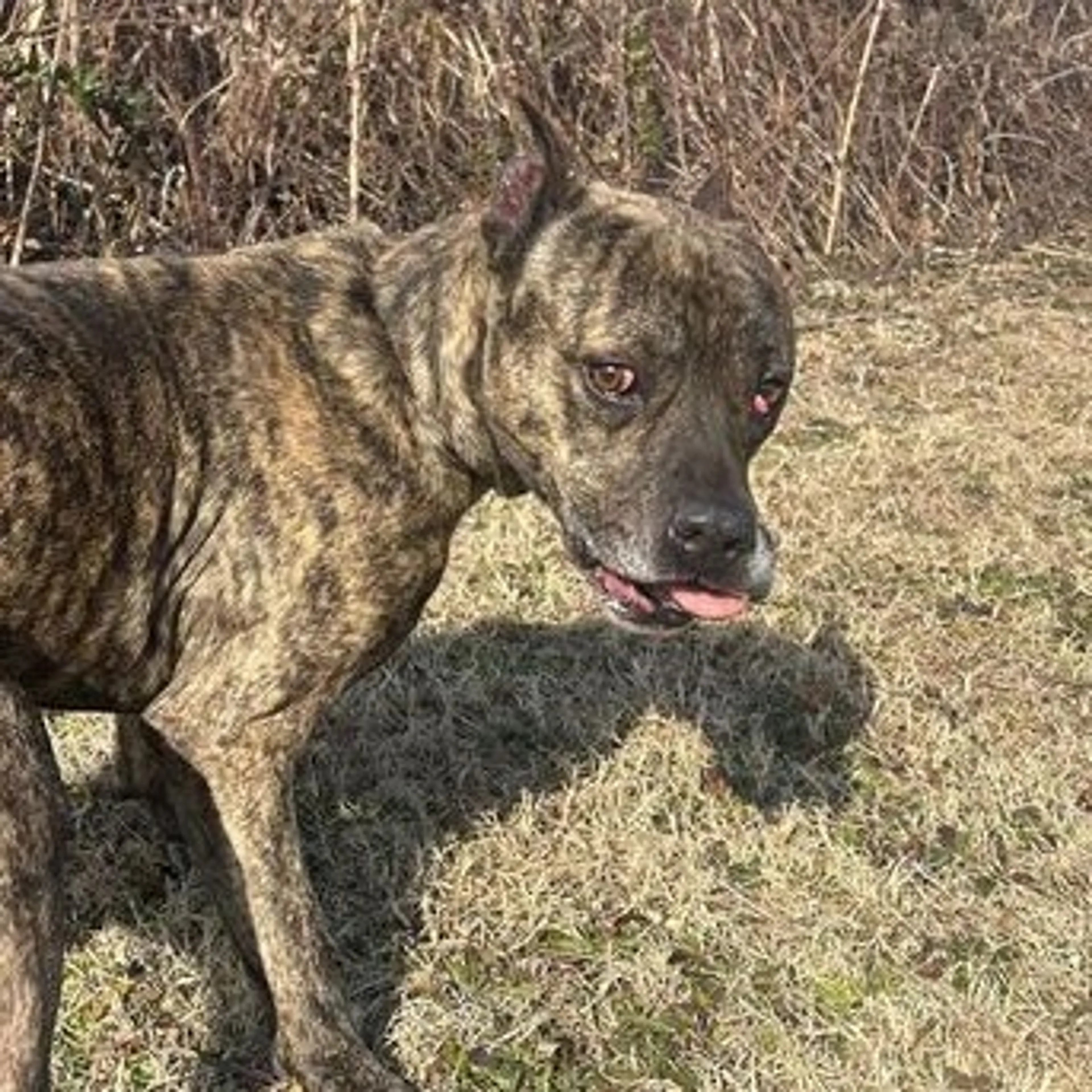 Found pet-1